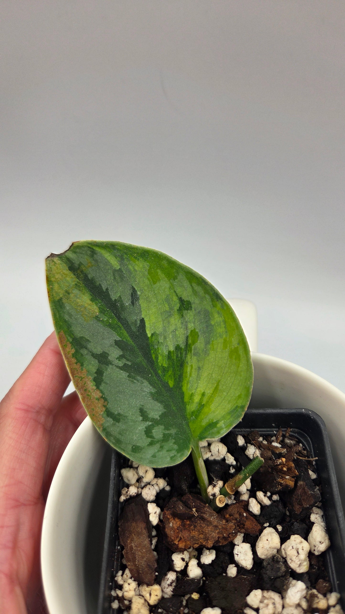 Scindapsus Yupa (SCI-1478)