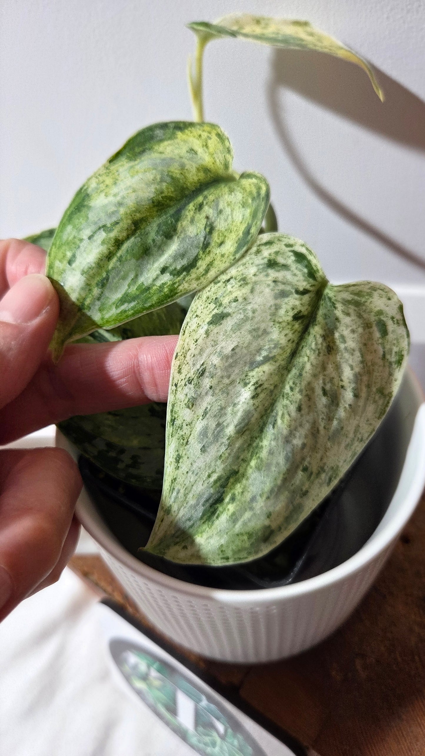 Scindapsus Peasun (SCI-1059)