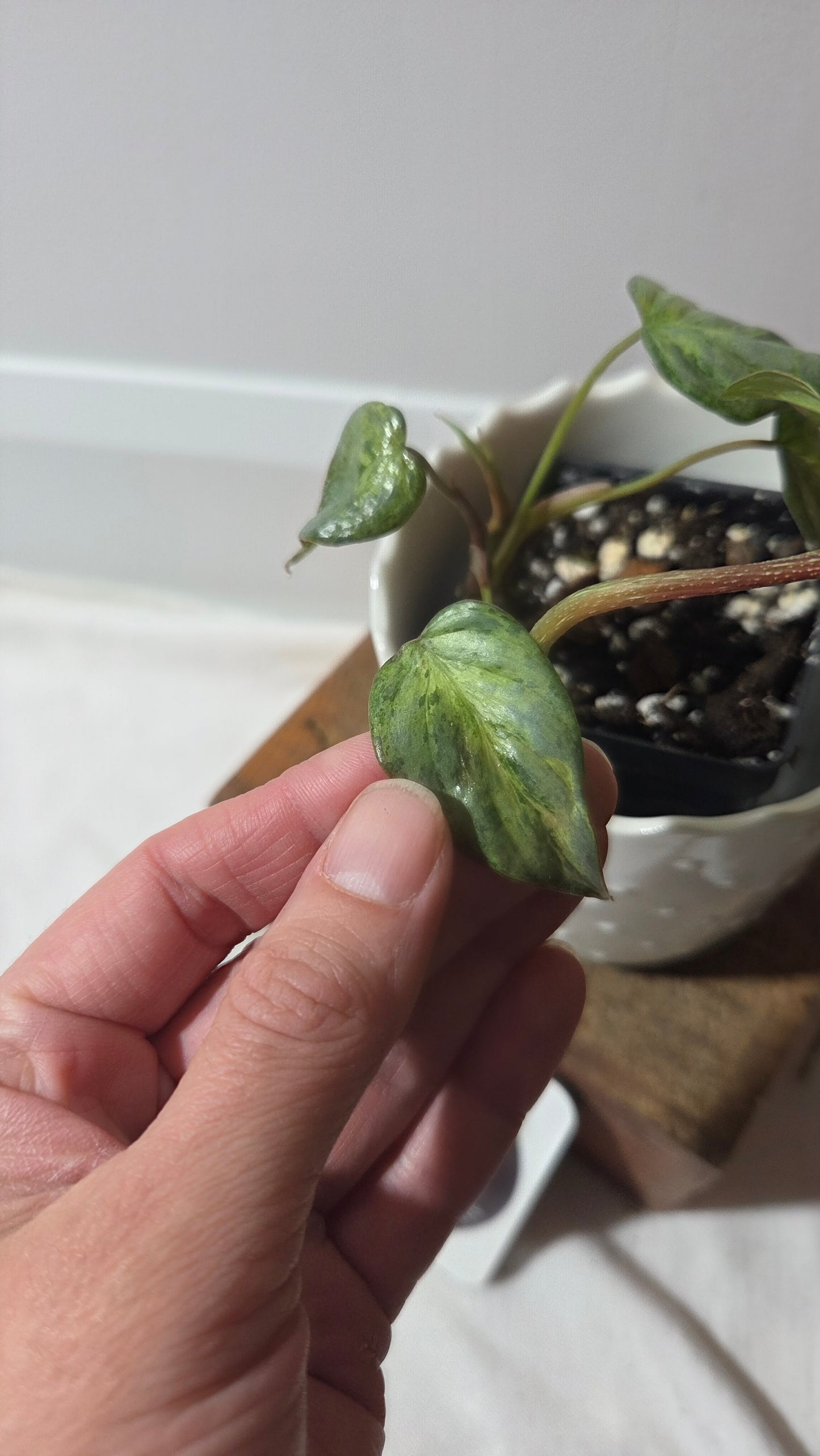 Philodendron Sodiroi Variegata (PHI-985)