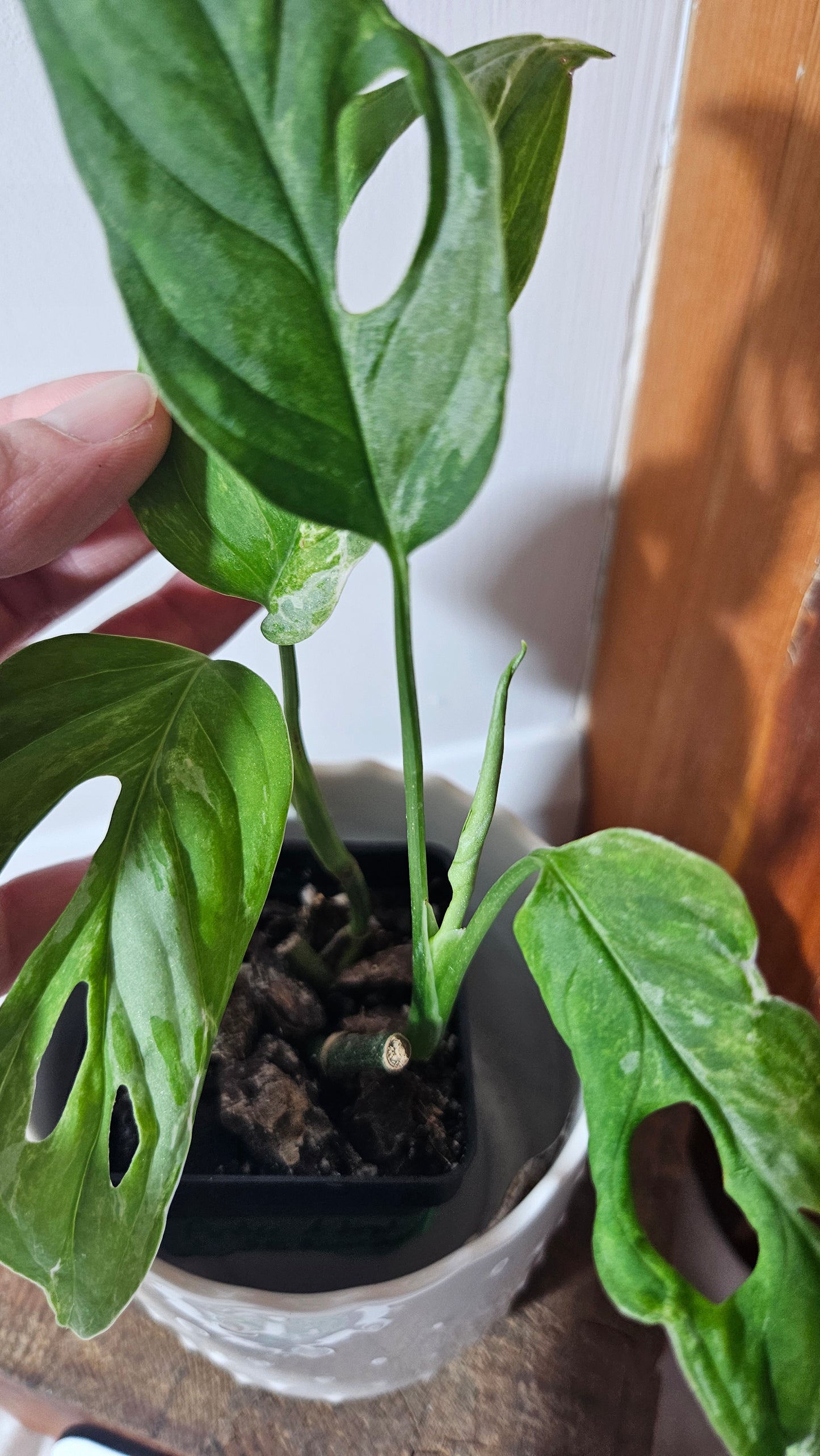 Monstera Andasonii Mint/Indo (MON-379)