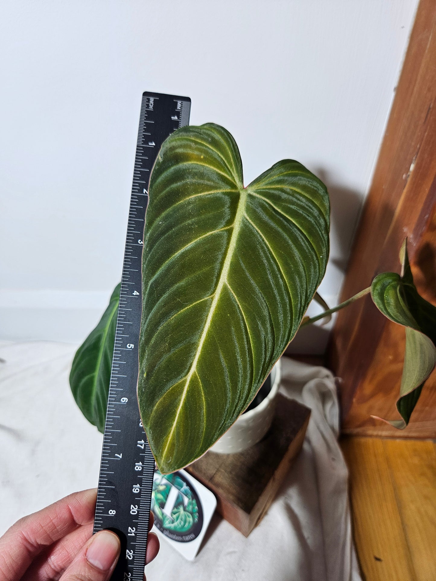 Philodendron Glorious (PHI-467)