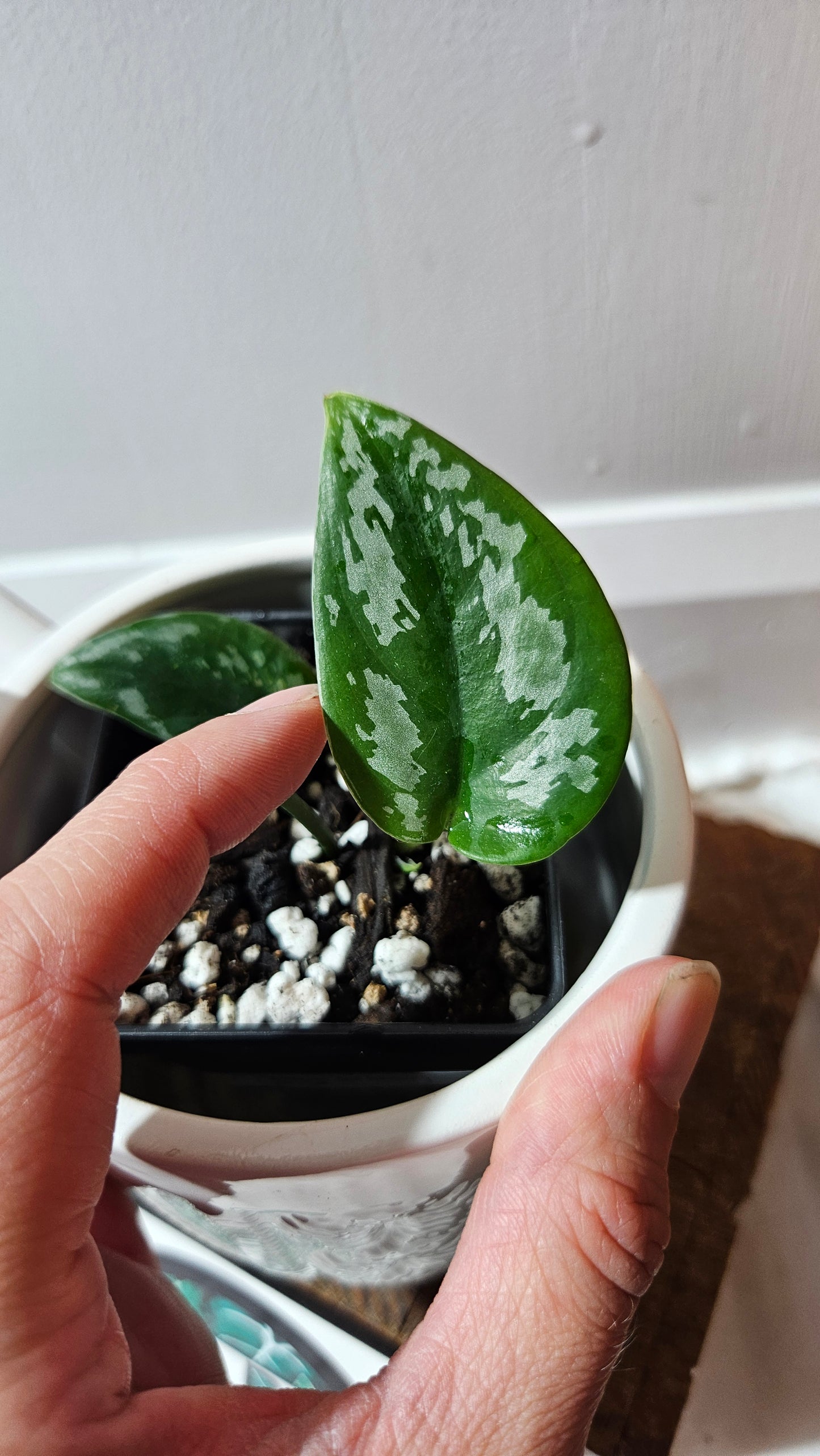 Scindapsus Dark Tricolore (SCI-1138)