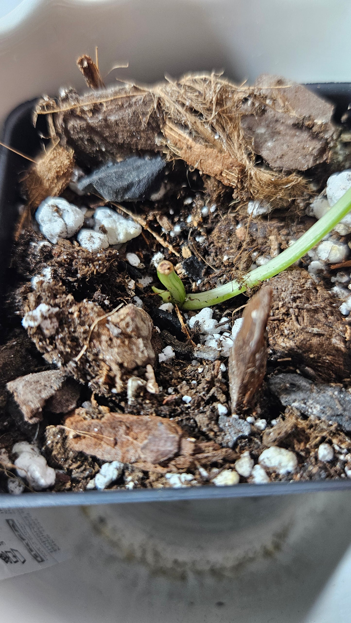Philodendron Hederaceum Rio (PHI-804)