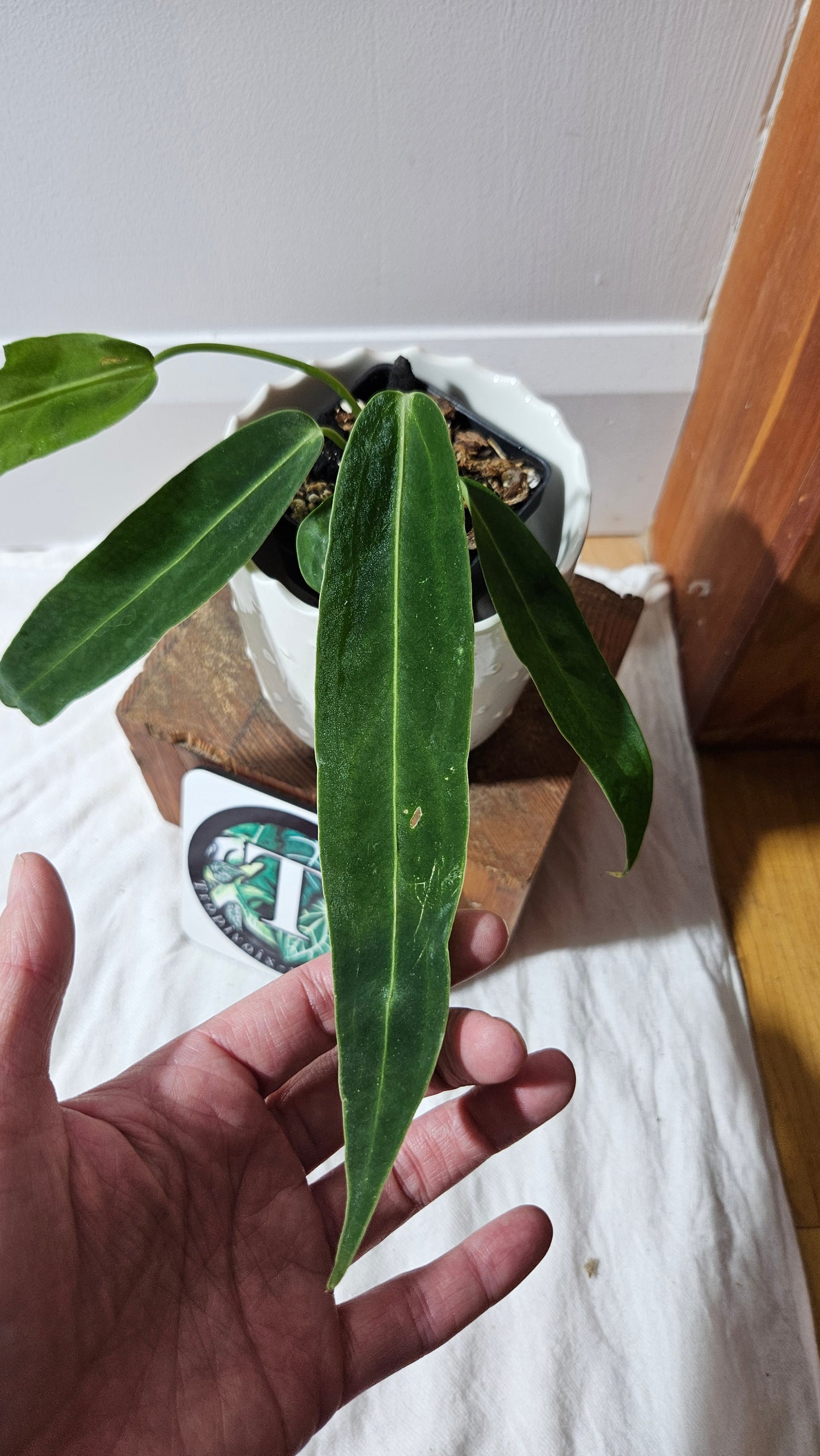 Anthurium Warocqueanum  "format PETIT"(ANT-601)