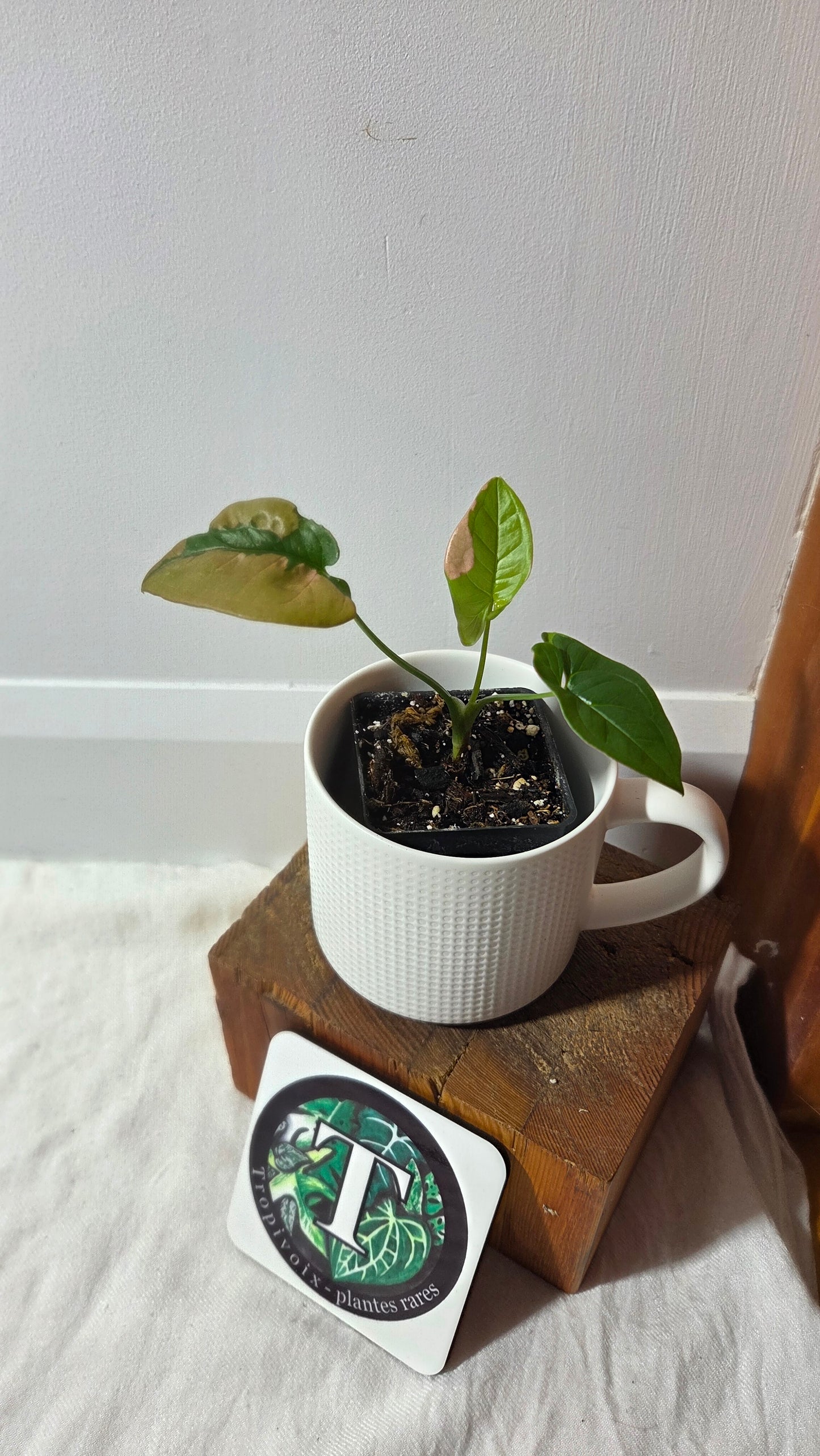 Syngonium Pink Lava (SYN-243)