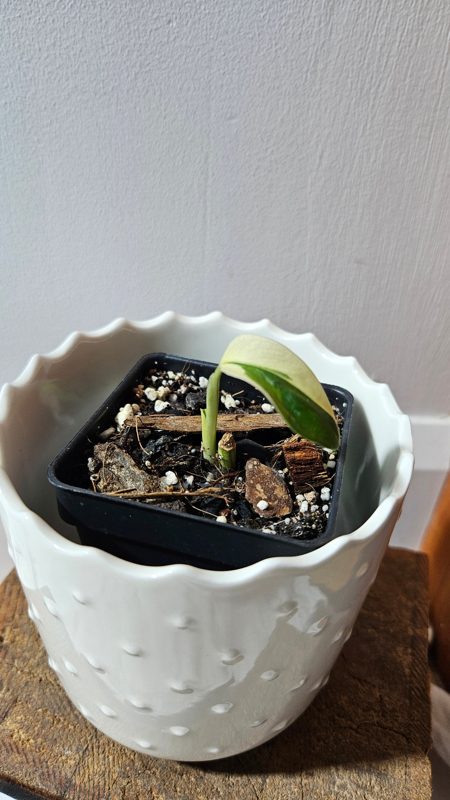Monstera Andasonii Tricolore (MON-452)