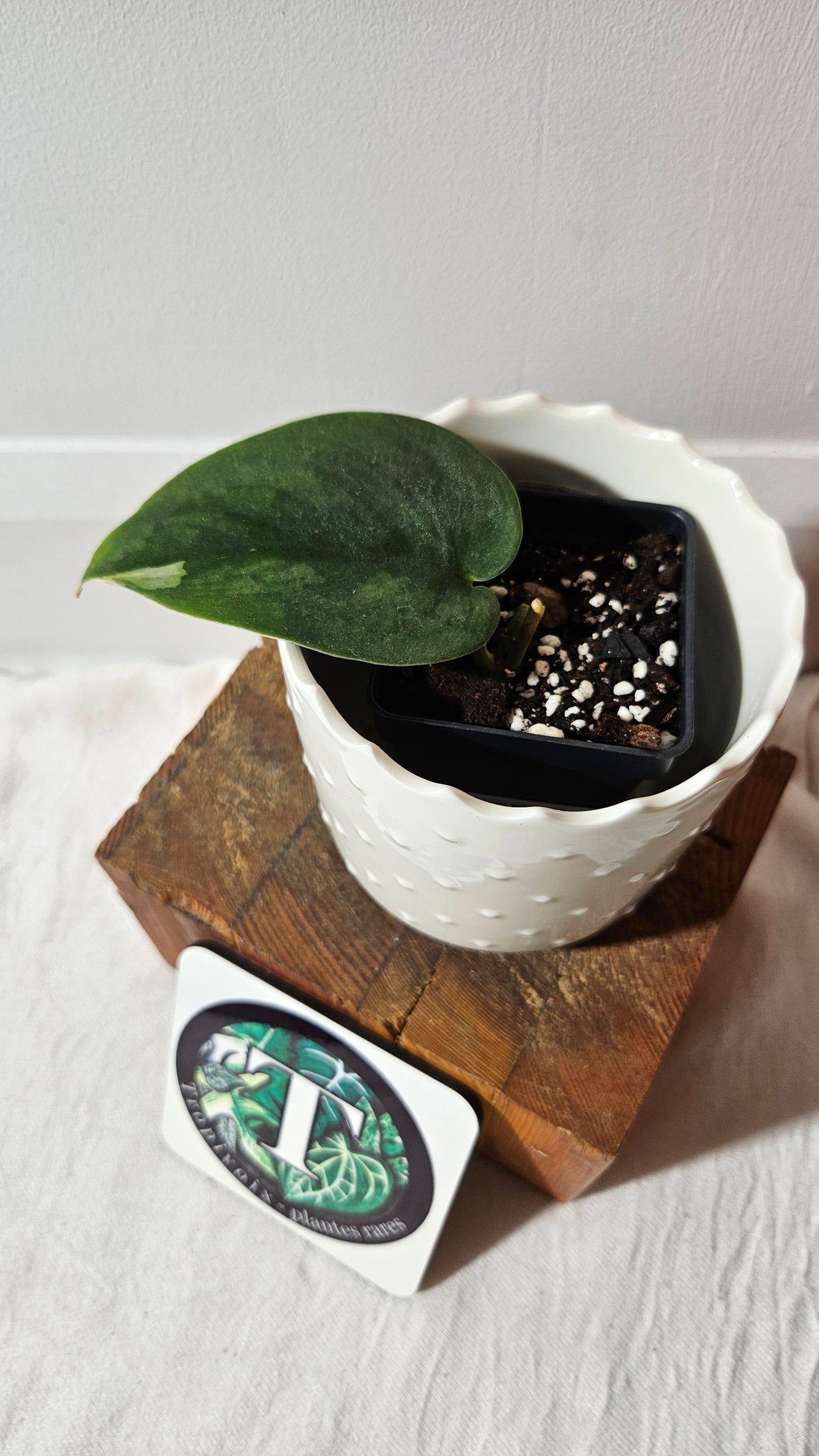 Scindapsus Jung jung Buih (SCI-1021)