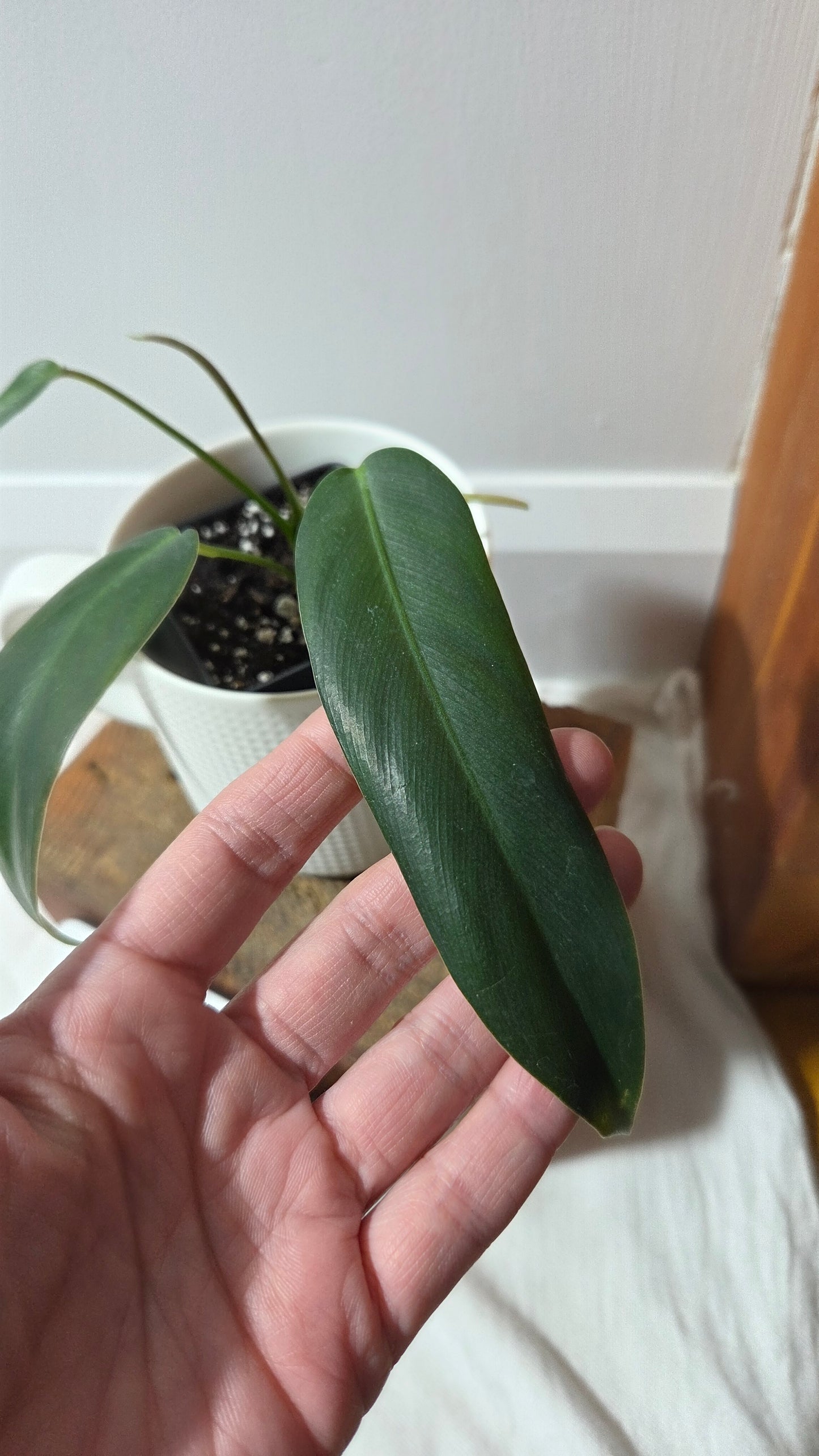 Philodendron Amazon Spirit  (Patriciae X Spiritus Sancti)       (PHI-978)