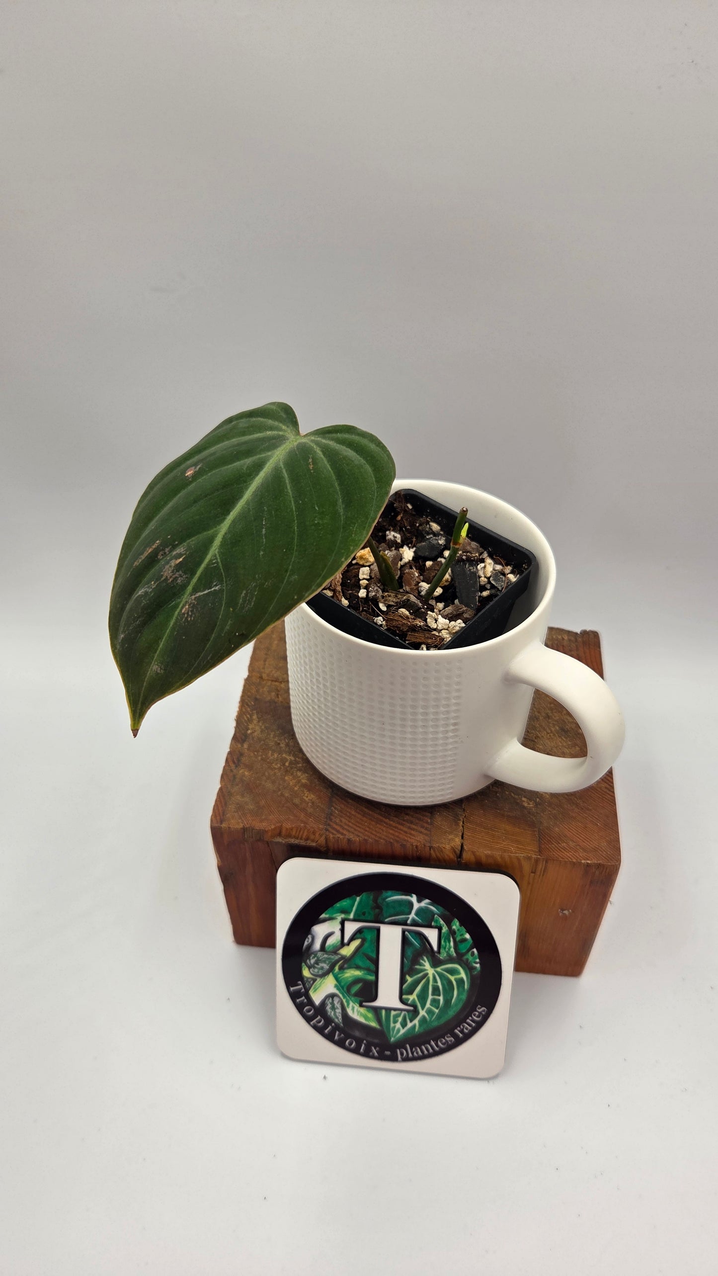 Philodendron Rubrijuvenile X Melanochrysum (PHI-888)