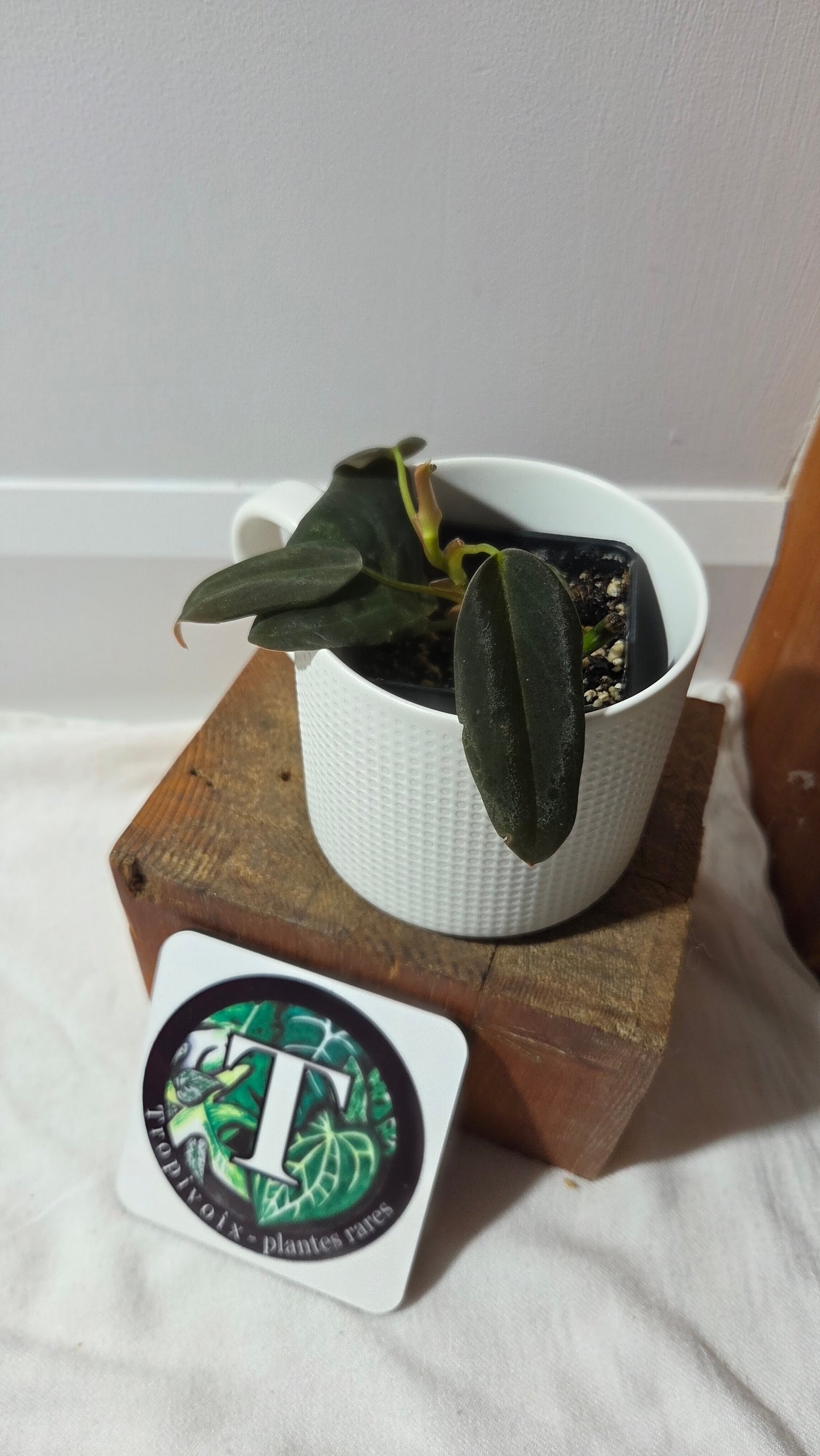 Philodendron Gigas (PHI-970)