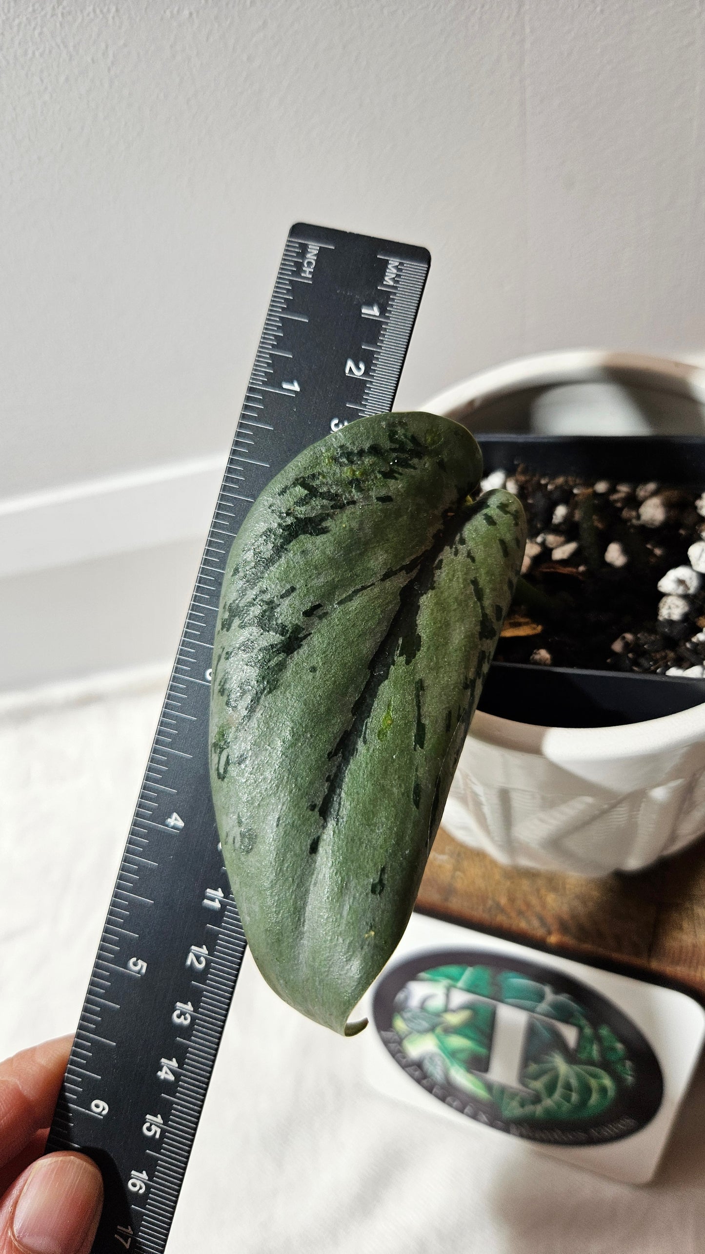 Scindapsus Army (SCI-1057)