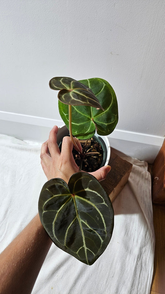 Anthurium  Carlablackiae (Indo) X Hoffmanii "format MOYEN/LARGE" (ANT-382)