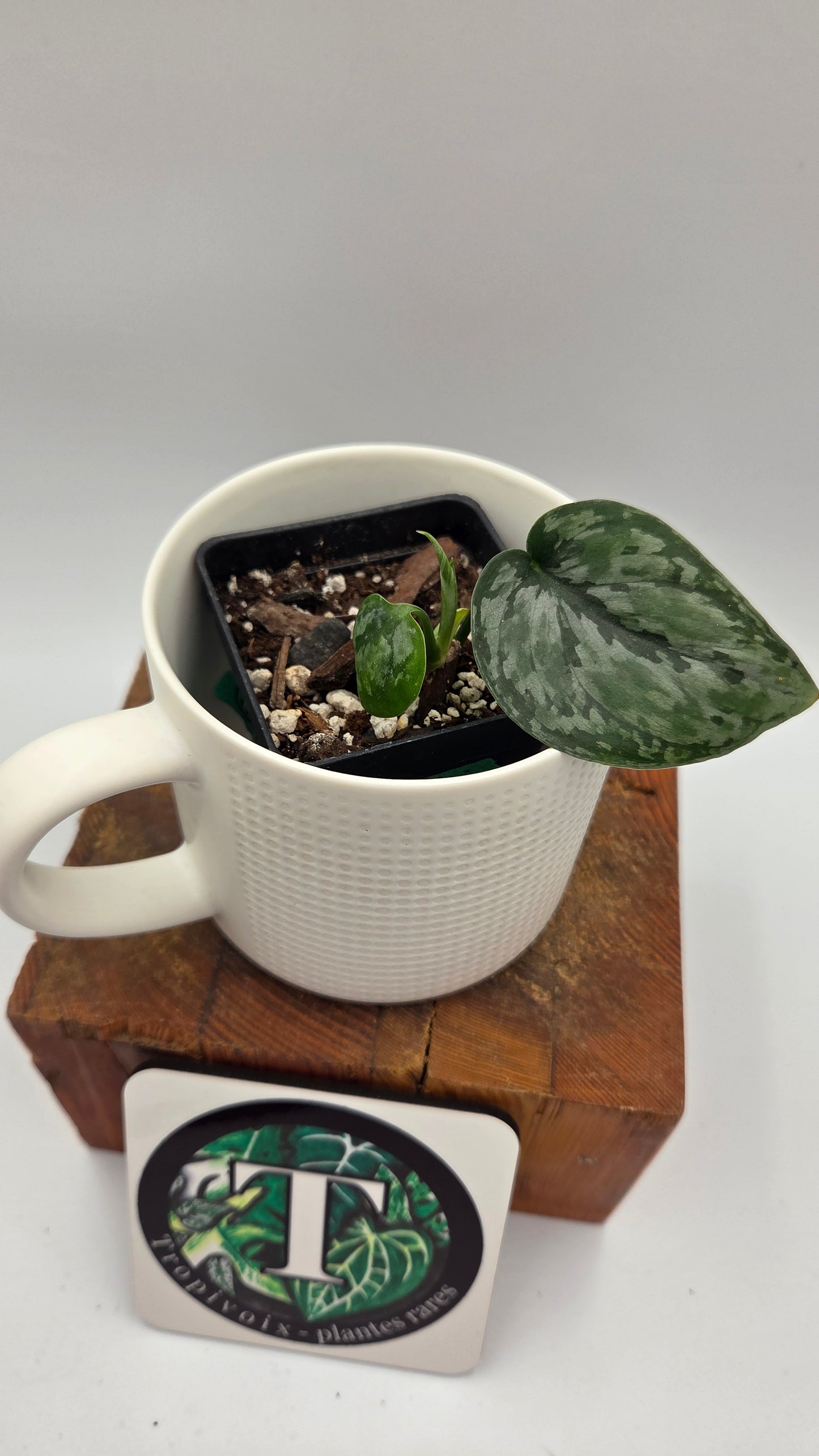Scindapsus Dark Princess Tricolore (SCI-1447)