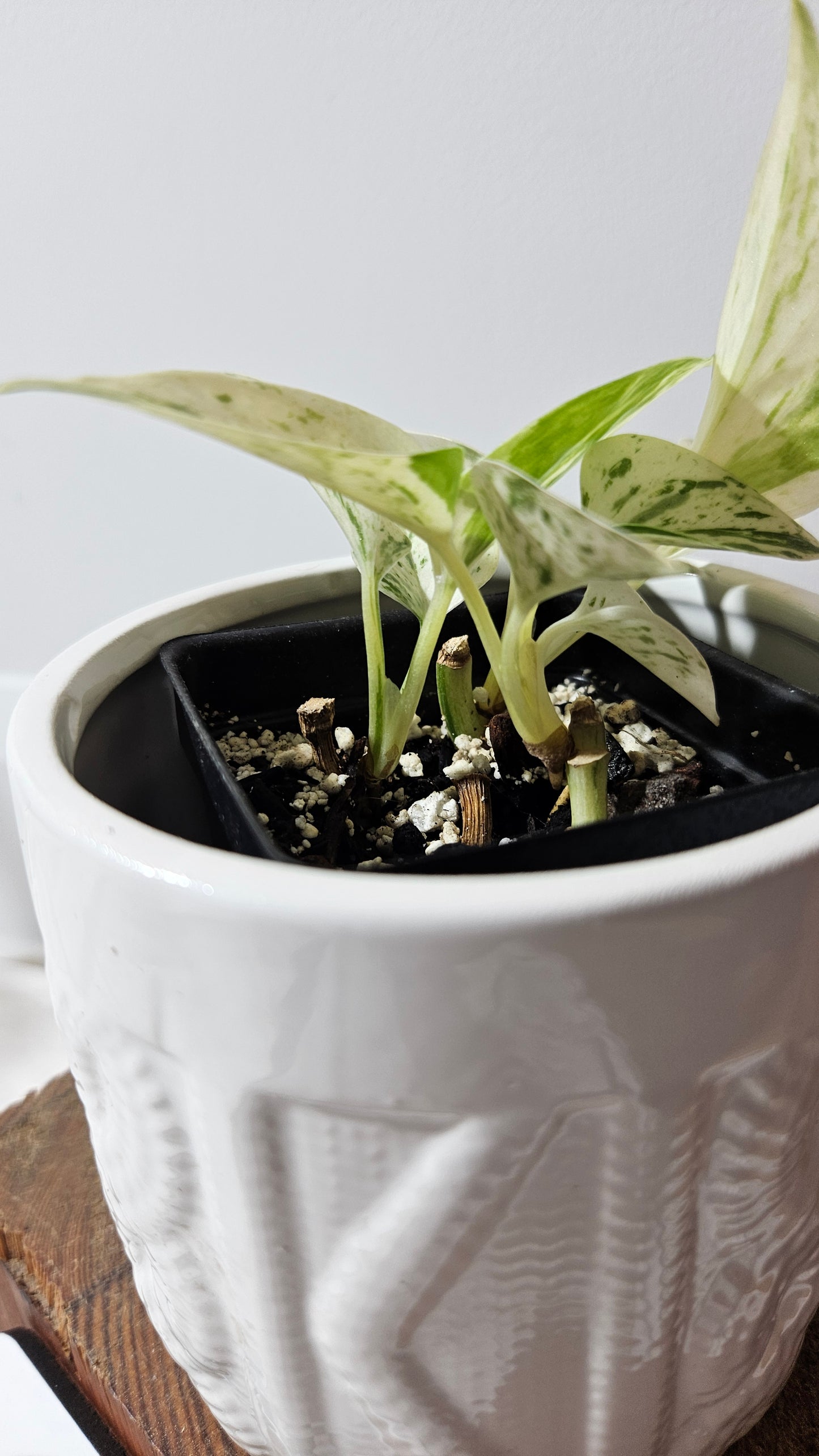 Epipremnum Aureum Marble Queen "version Snow Queen" (EPI-177)