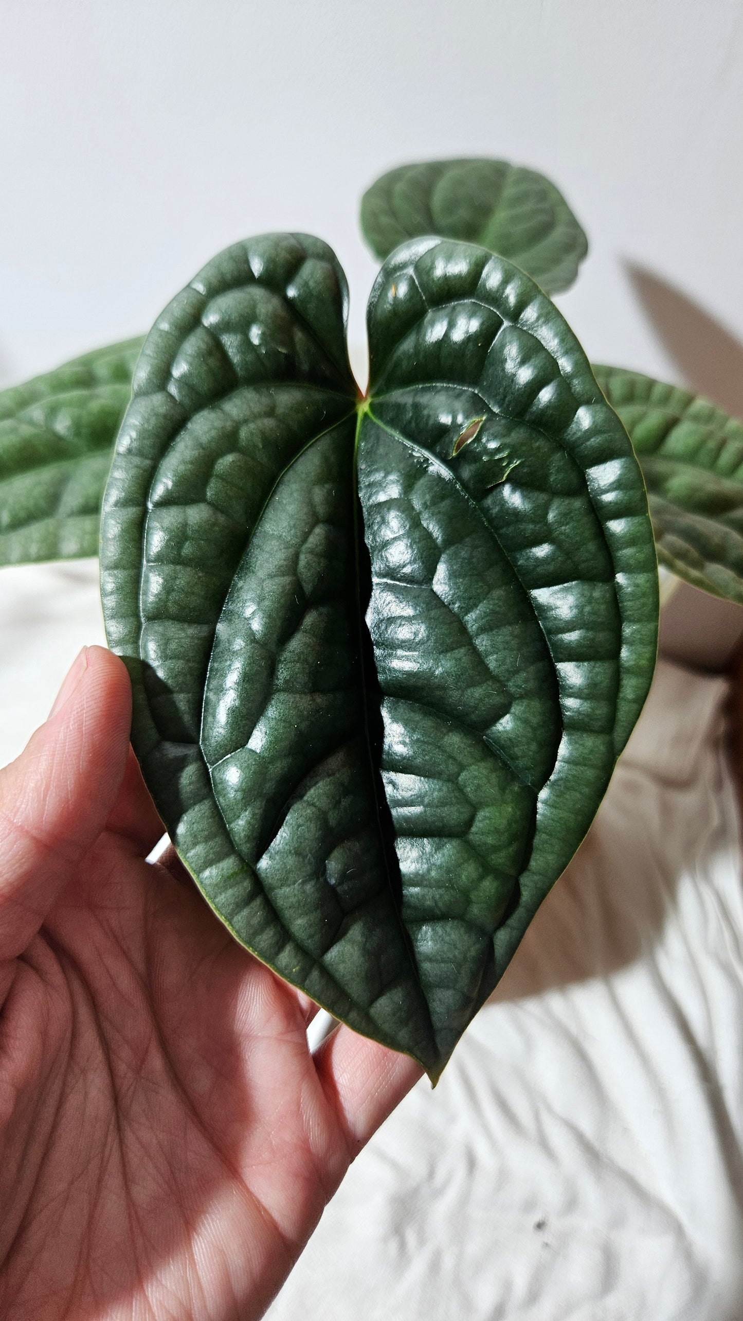 Anthurium Luxurian Super Platinum "format MOYEN" (ANT-170)