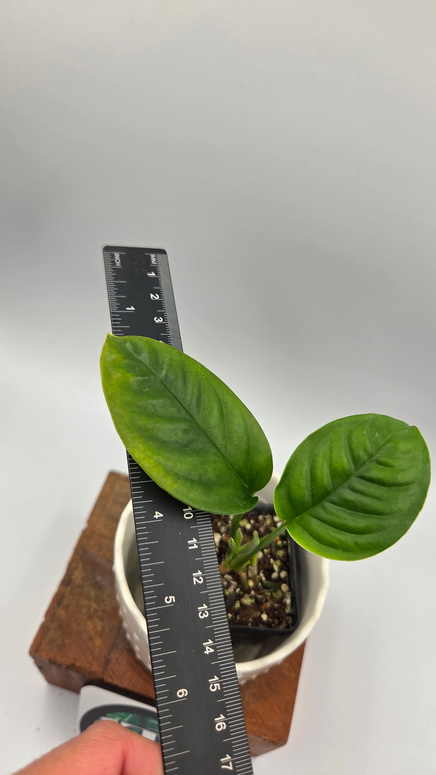 Monstera Obliqua Aff Limon (MON-551)