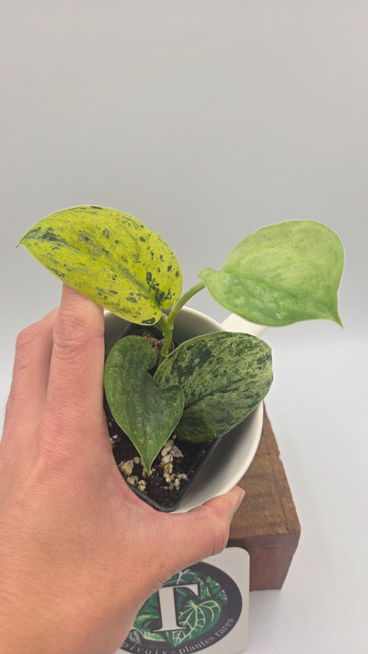 Scindapsus Silver Cloud variegata (SCI-1524)
