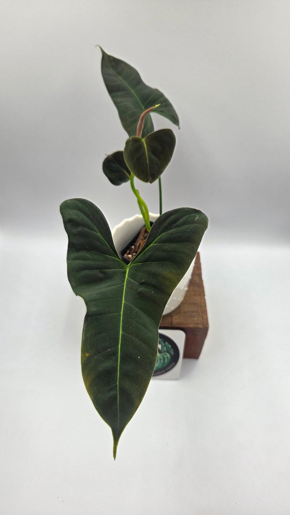 Philodendron Lupinum "Mature"(PHI-1089)