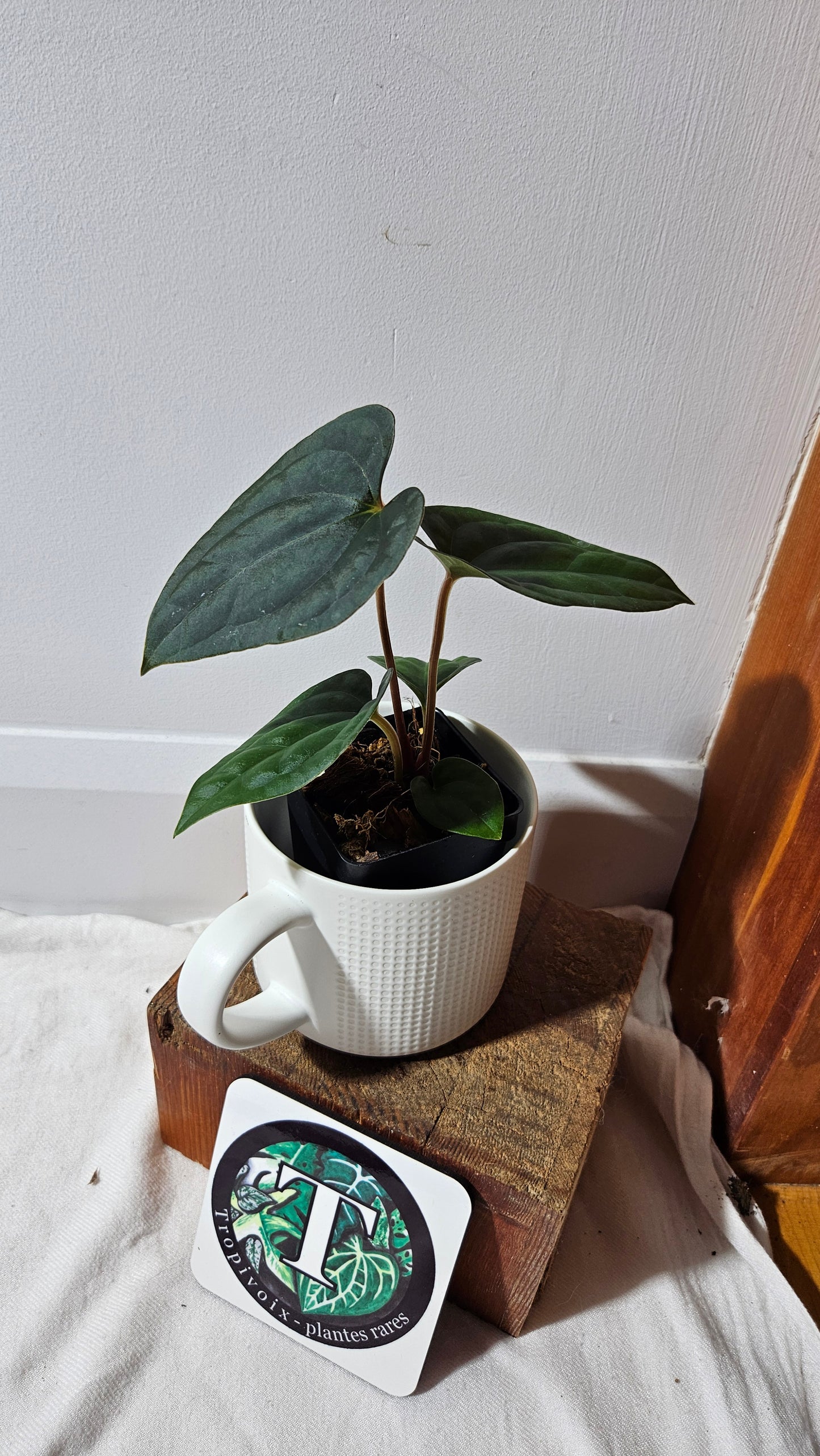 Anthurium  Papillilaminum X Luxurians "format MOYEN" (ANT-638)