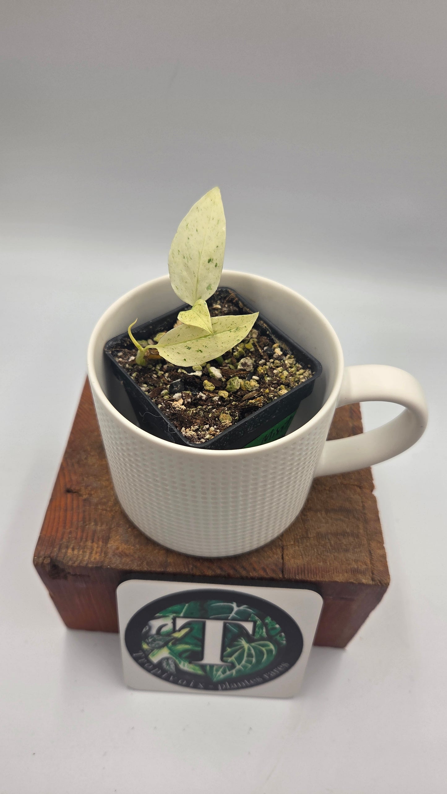 Monstera Laniata Mint (MON-339)