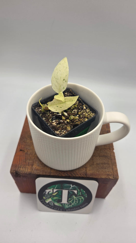 Monstera Laniata Mint (MON-339)