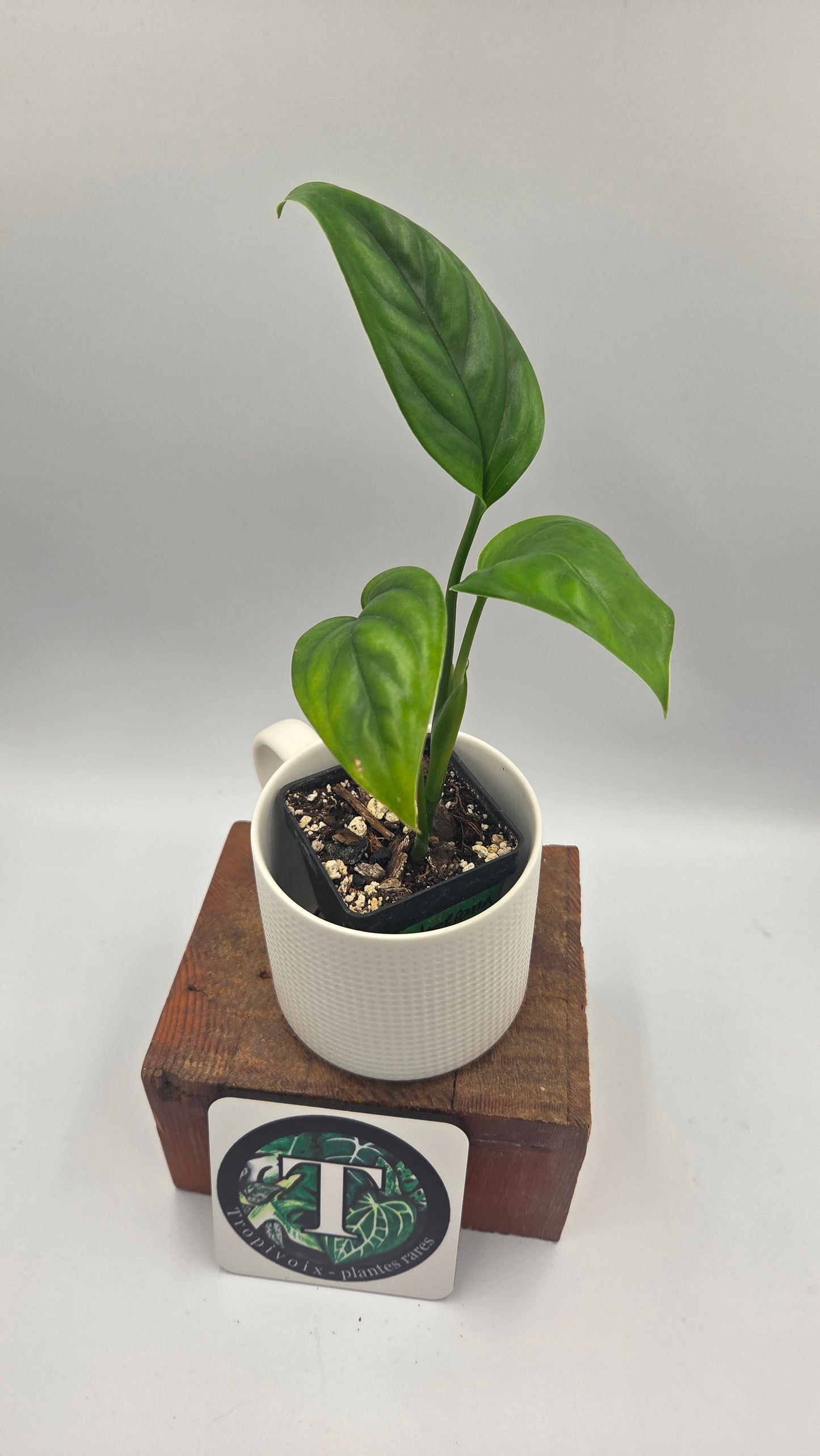 Monstera Lechleriana  (MON-574)