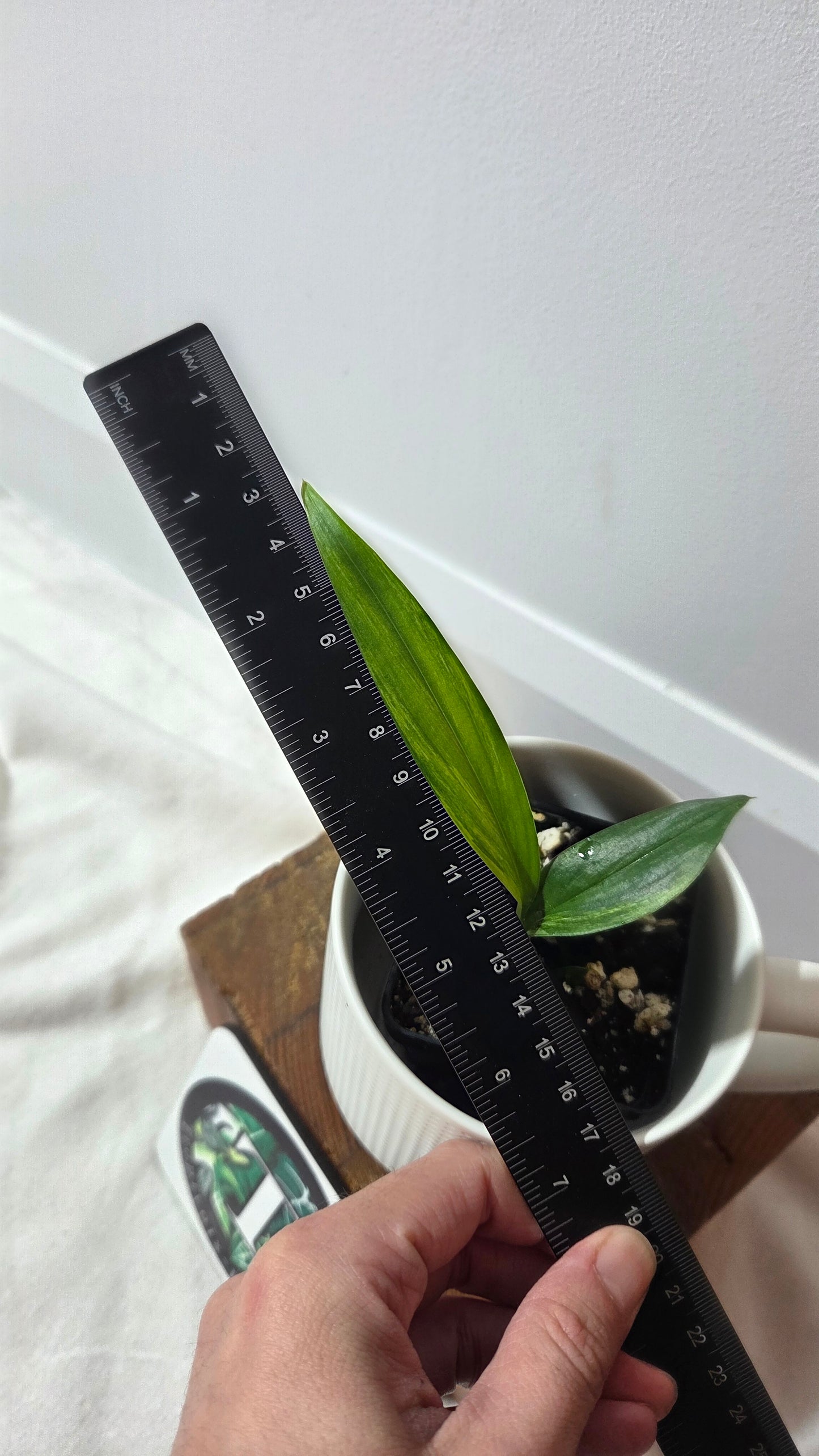 Epipremnum Amplissinum Variegata (EPI-232)
