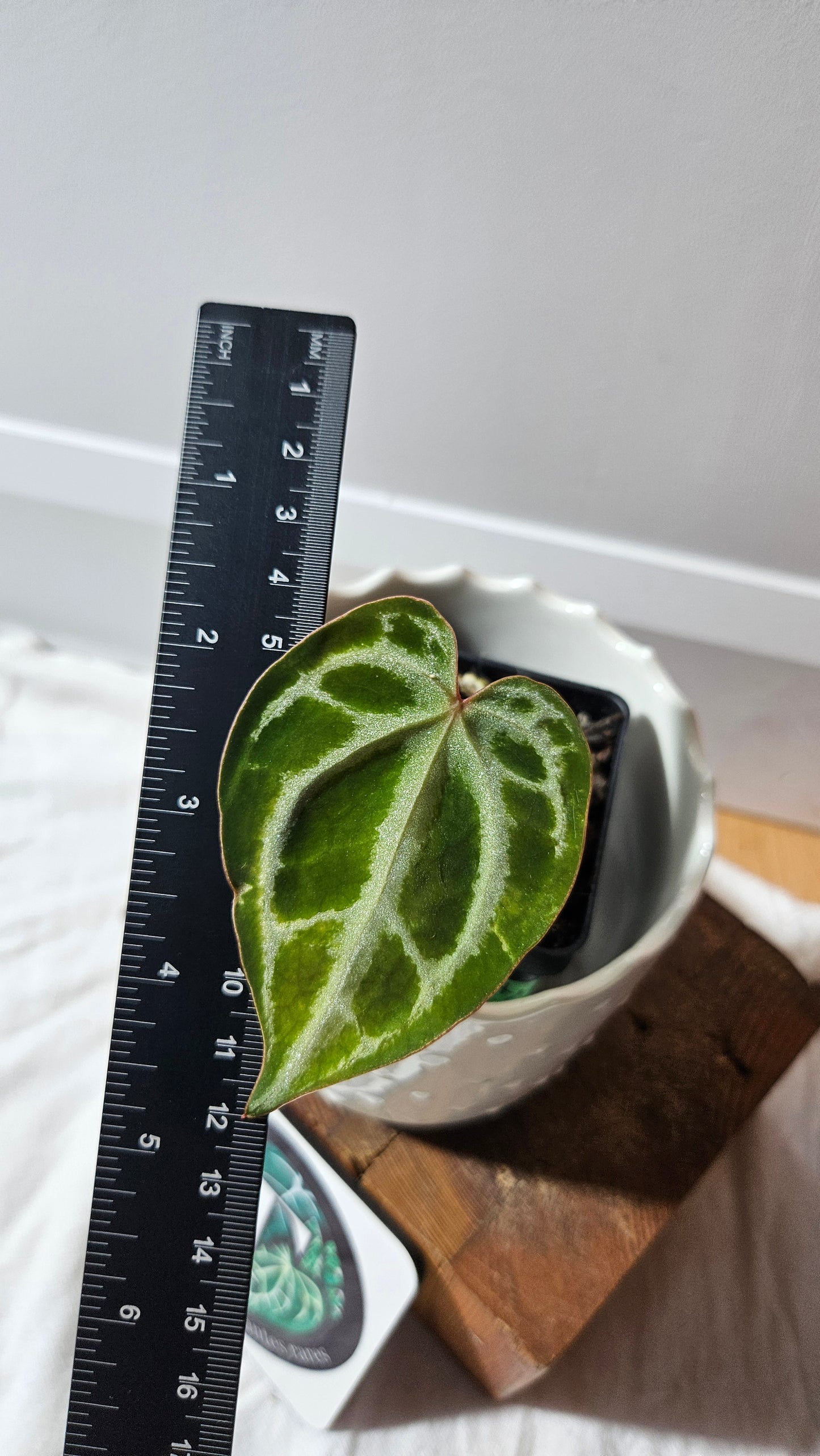 Anthurium Domino Hybrid "format PETIT" (ANT-622)