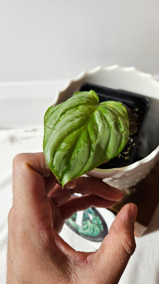 Philodendron Mamei White (PHI-841)