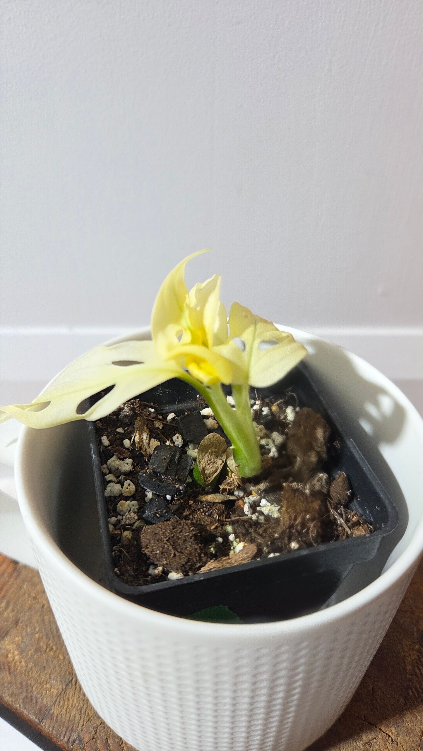 Monstera Andasonii Archipelago Ghost (MON-497)