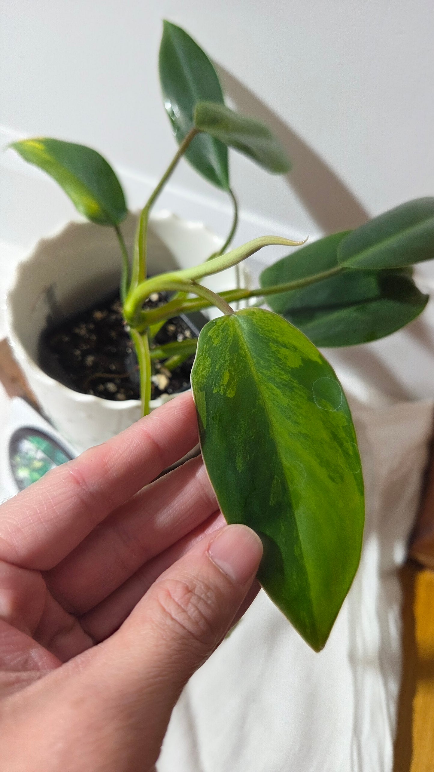 Philodendron Avocado Shake (PHI-1014)
