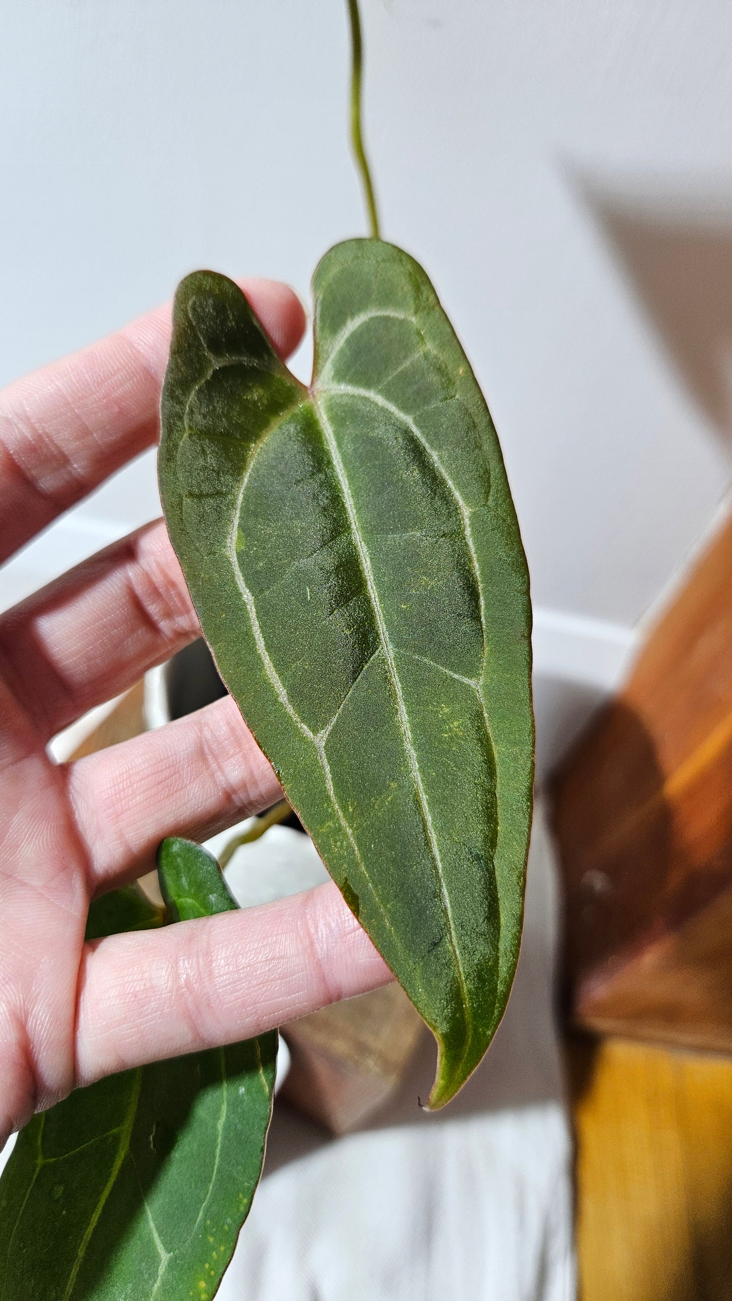 Anthurium Papillilaminum Red Stem X Papillilaminum Legend "format PETIT" (ANT-254)