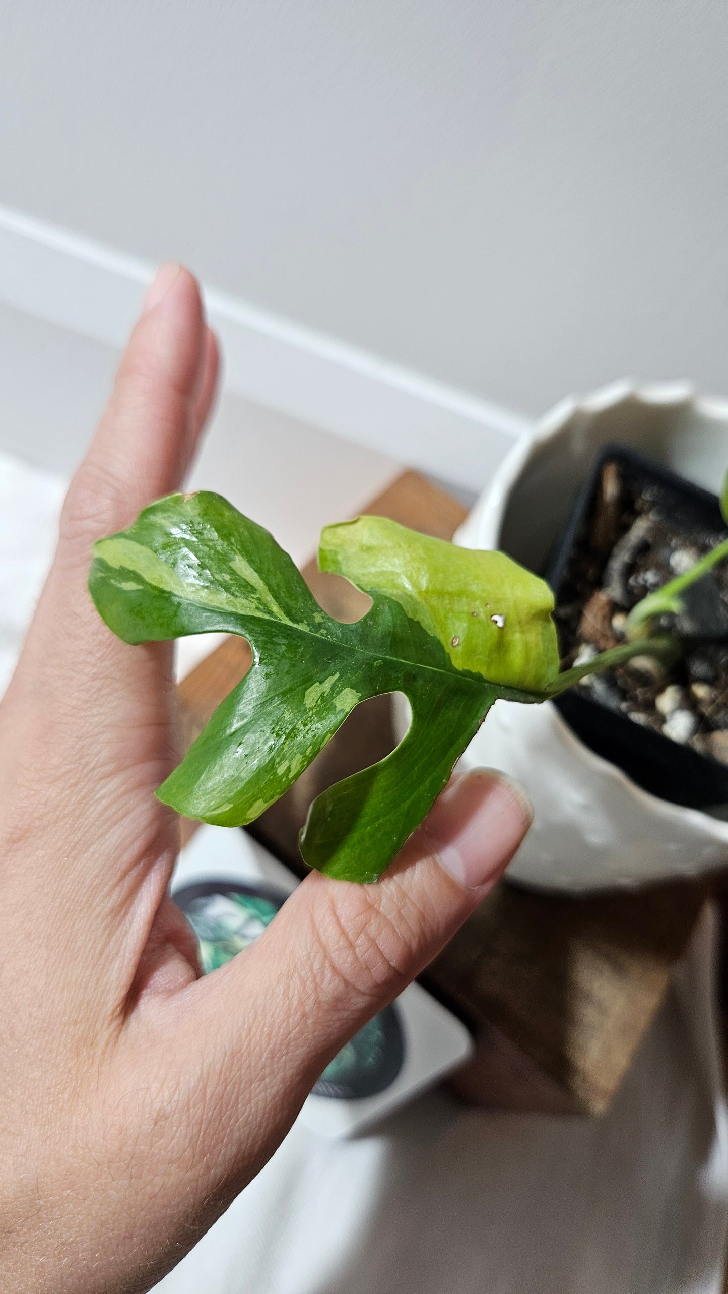 Rhaphidophora Tetrasperma Variegata (AUT-077)