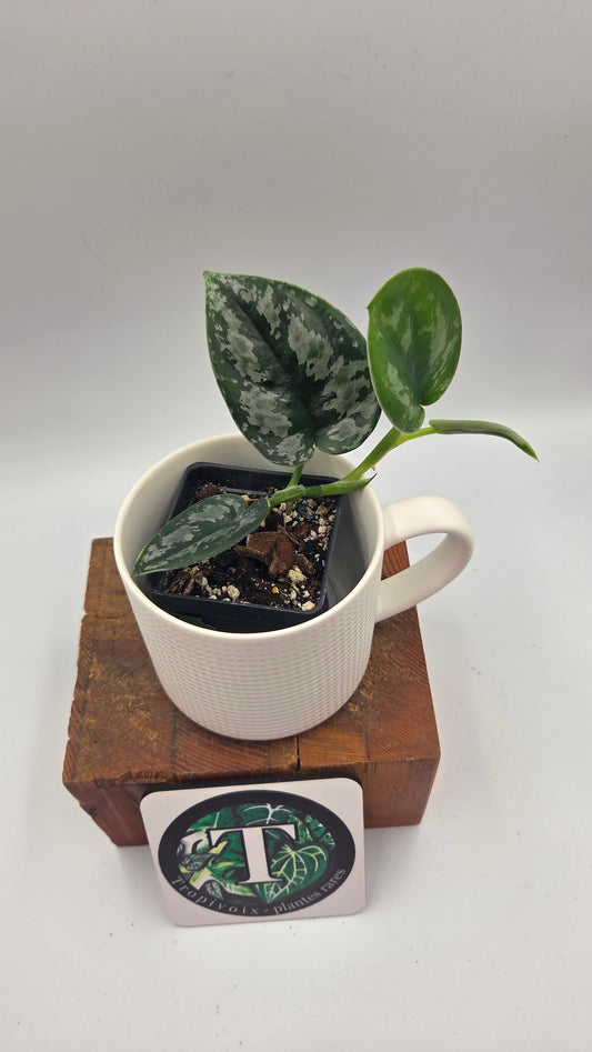 Scindapsus Dark Tricolore (SCI-1486)