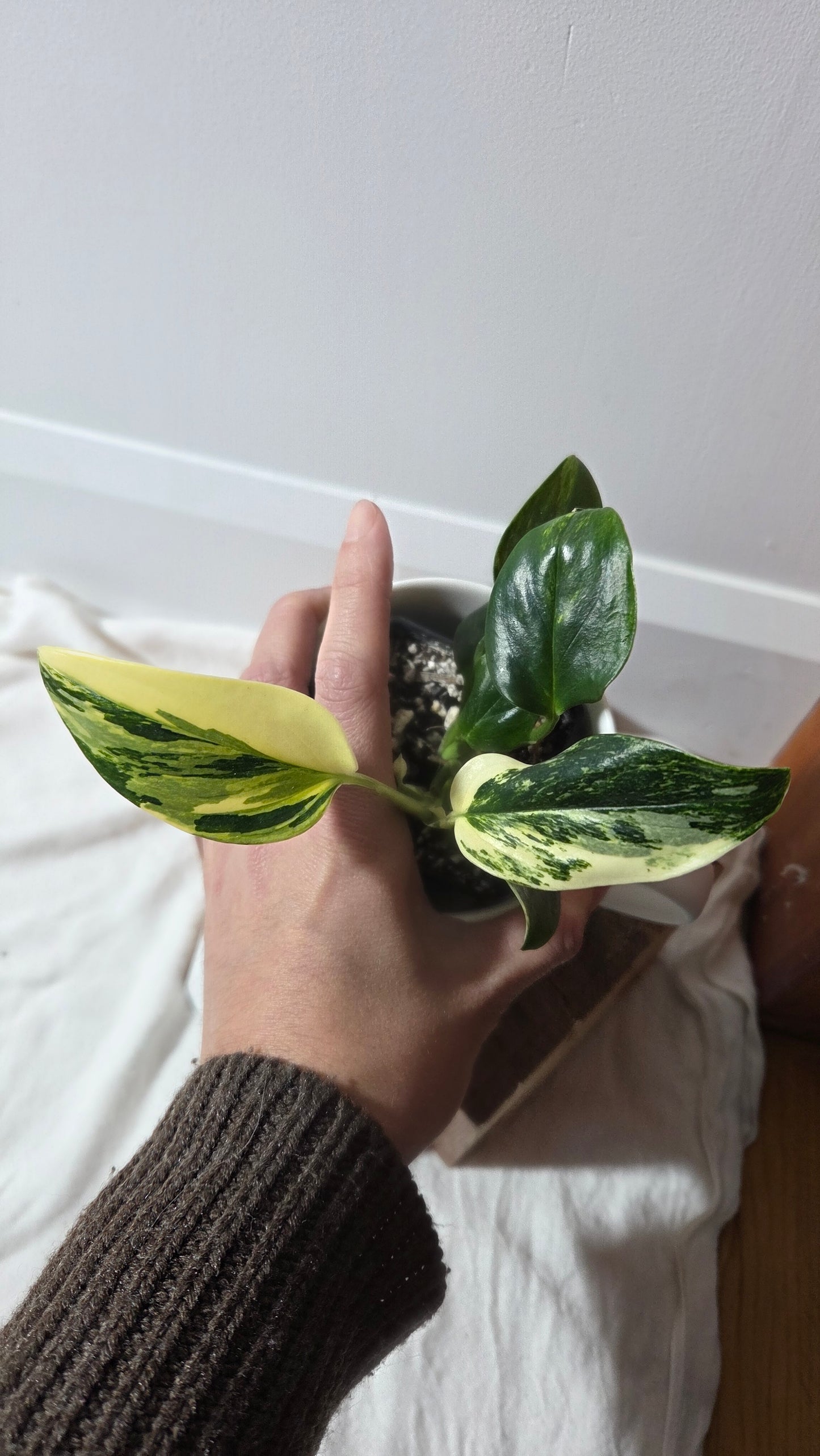 Monstera Standleyana Aurea (MON-485)