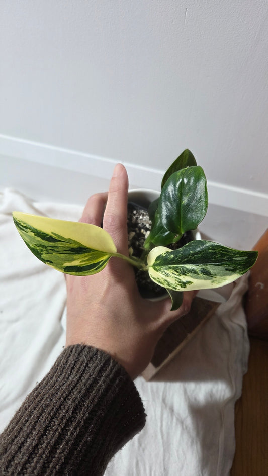 Monstera Standleyana Aurea (MON-485)