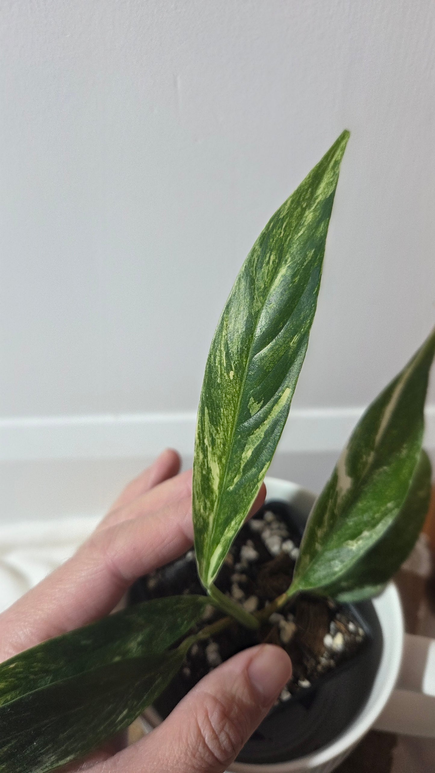 Rhaphidophora Megasperma Variegata (AUT-085)