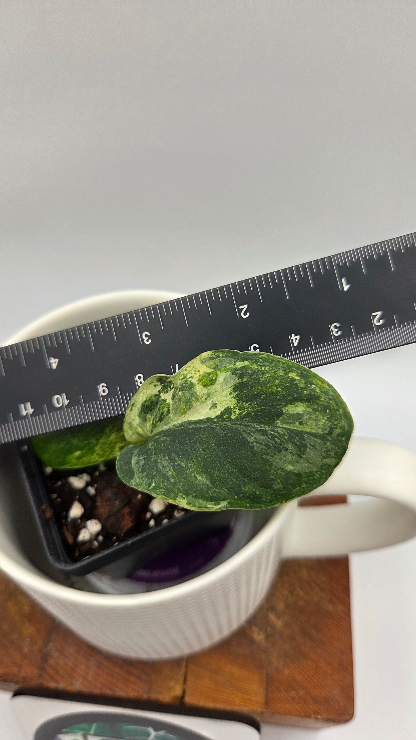 Scindapsus Silver Splash Tricolore (SCI-1438)