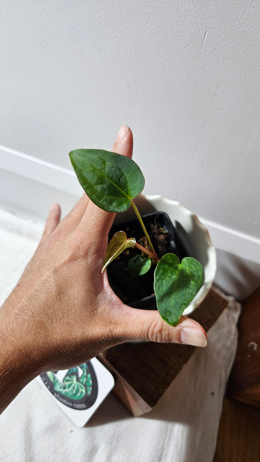 Anthurium Magnificum X Napo "format PETIT" (ANT-561)