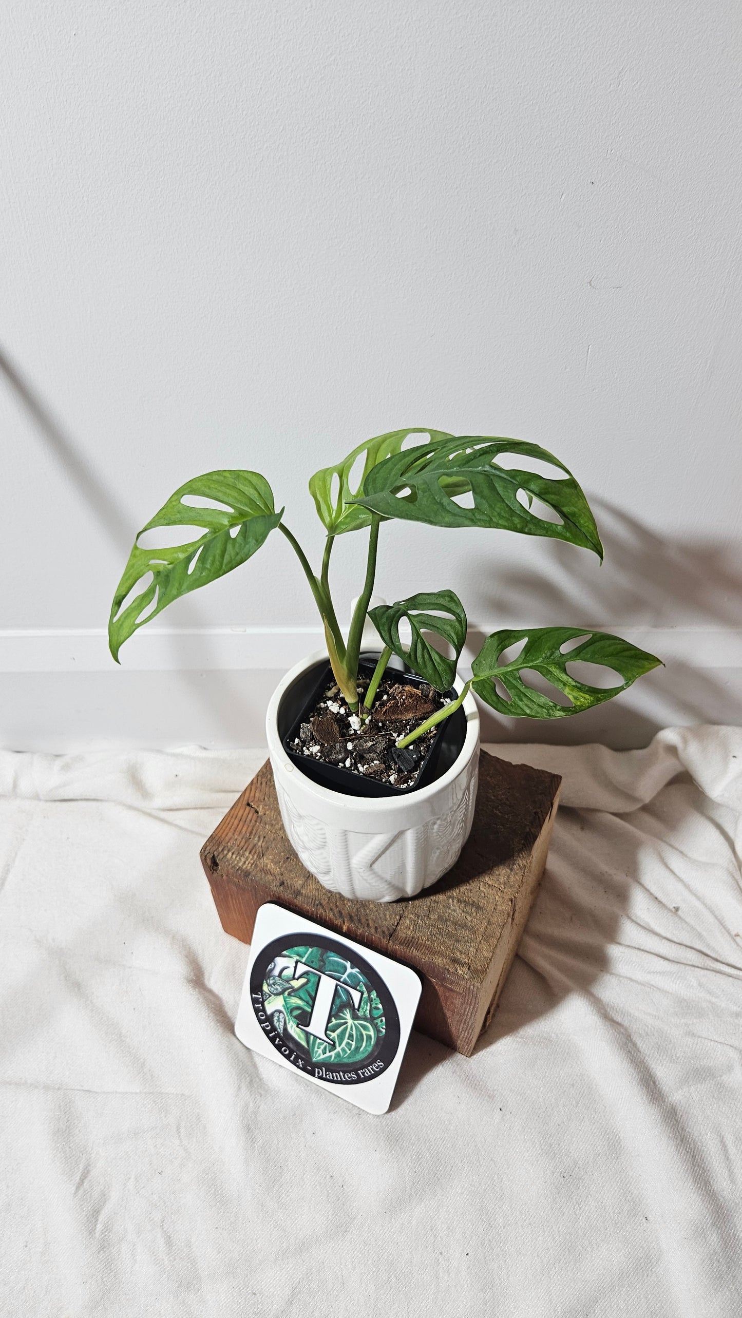 Monstera Andasonii Aurea (MON-217)