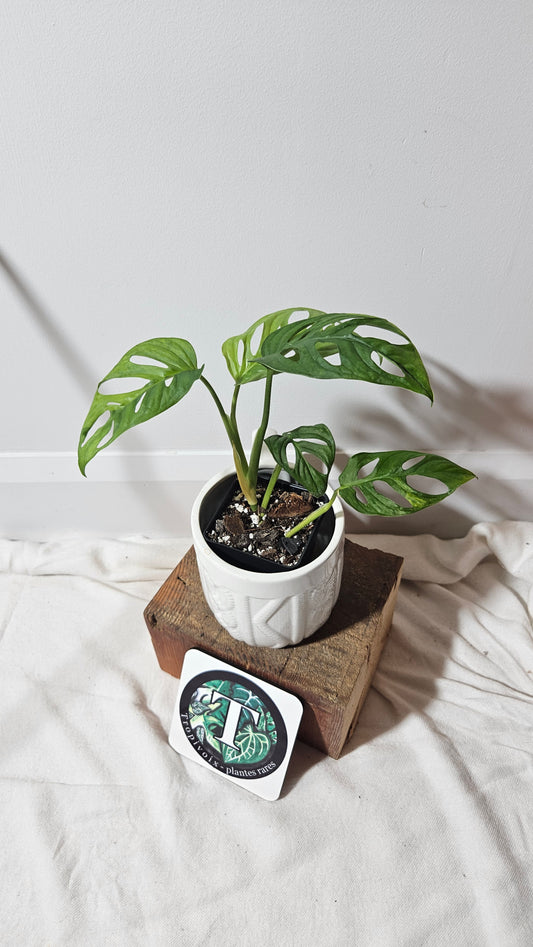 Monstera Andasonii Aurea (MON-217)