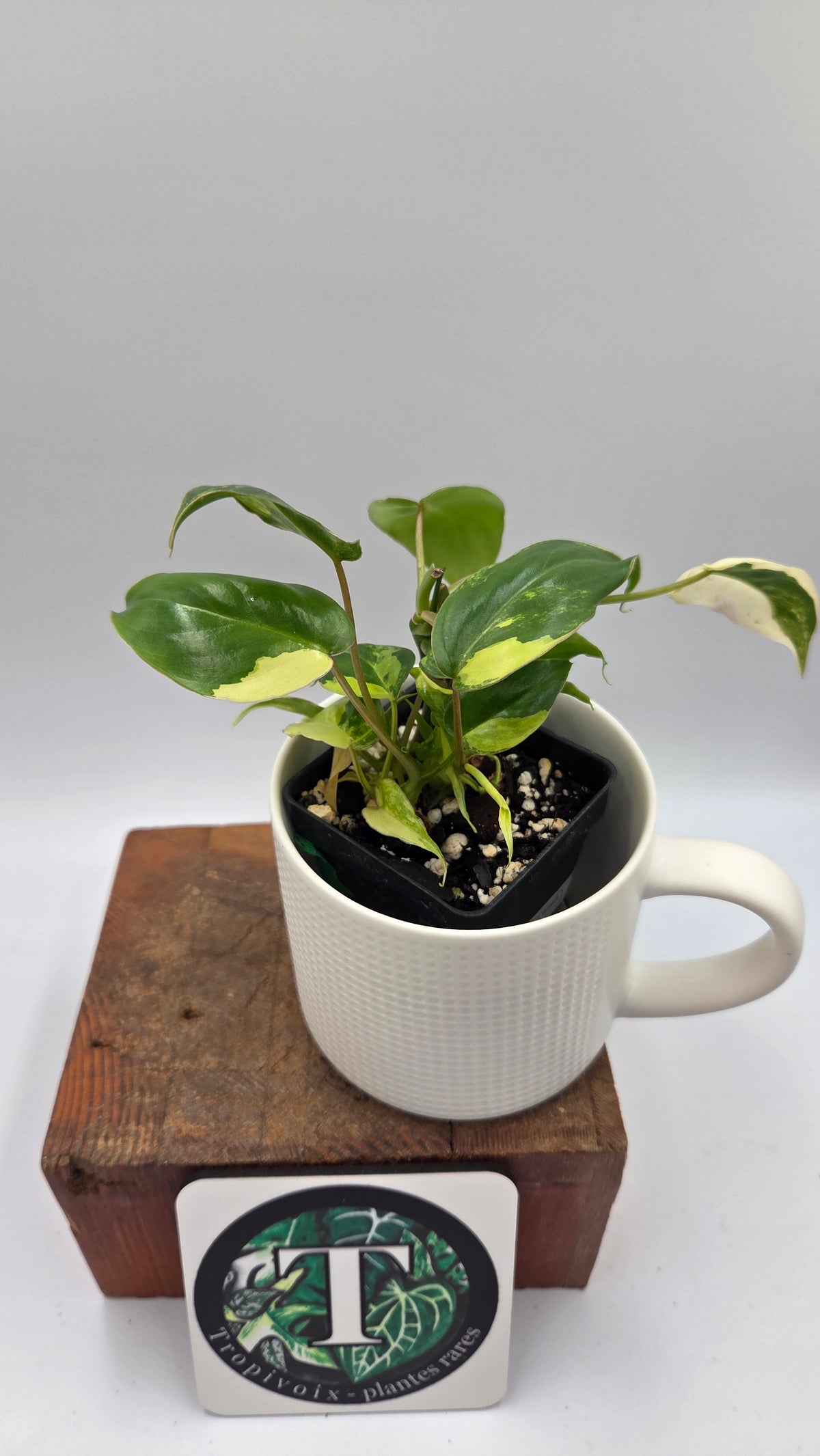 Philodendron Burlemarx Variegata (PHI-1109)