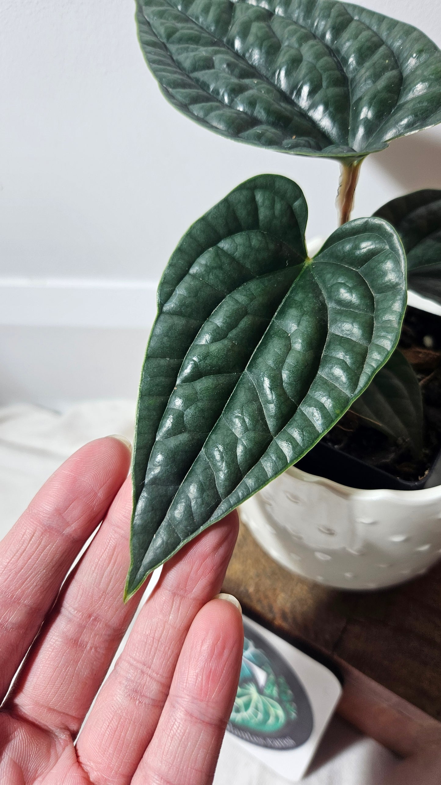 Anthurium Luxurians "format PETIT/MOYEN" (ANT-223)