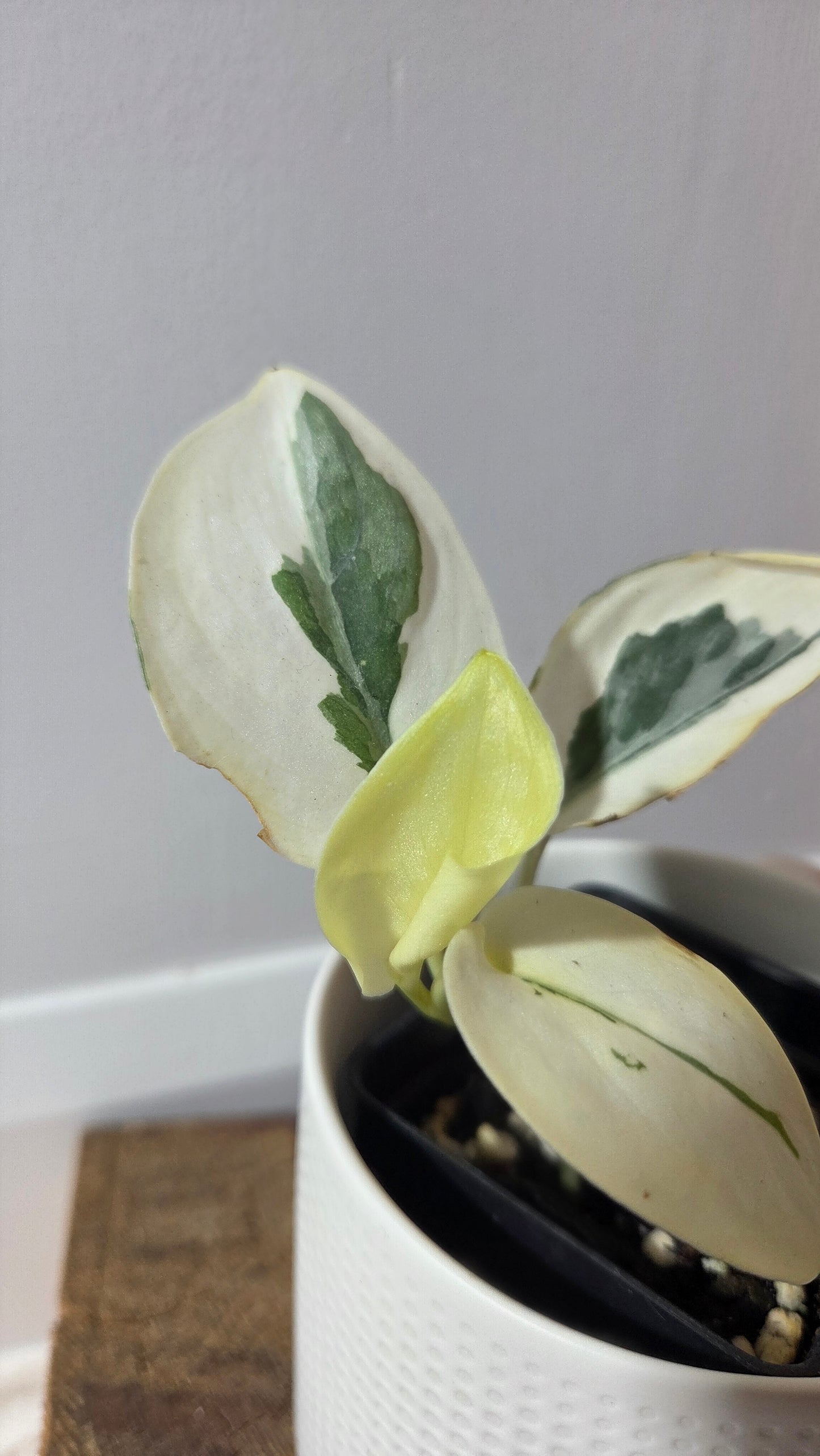 Scindapsus Simbara Mutation (SCI-1386)