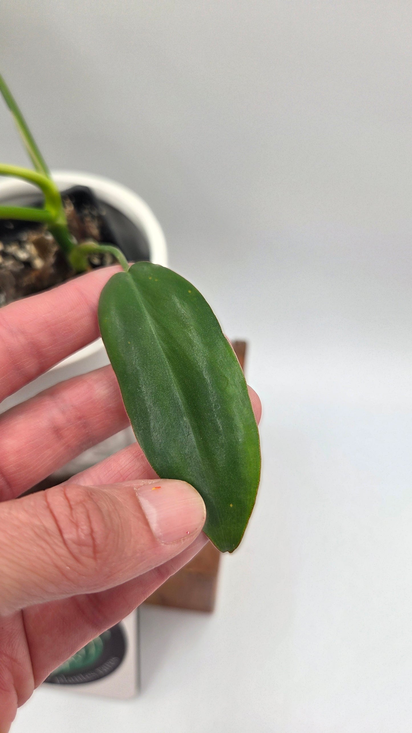 Philodendron Paradise Beauty (FloridaBeautyXParaiso Verde)(PHI-1025)