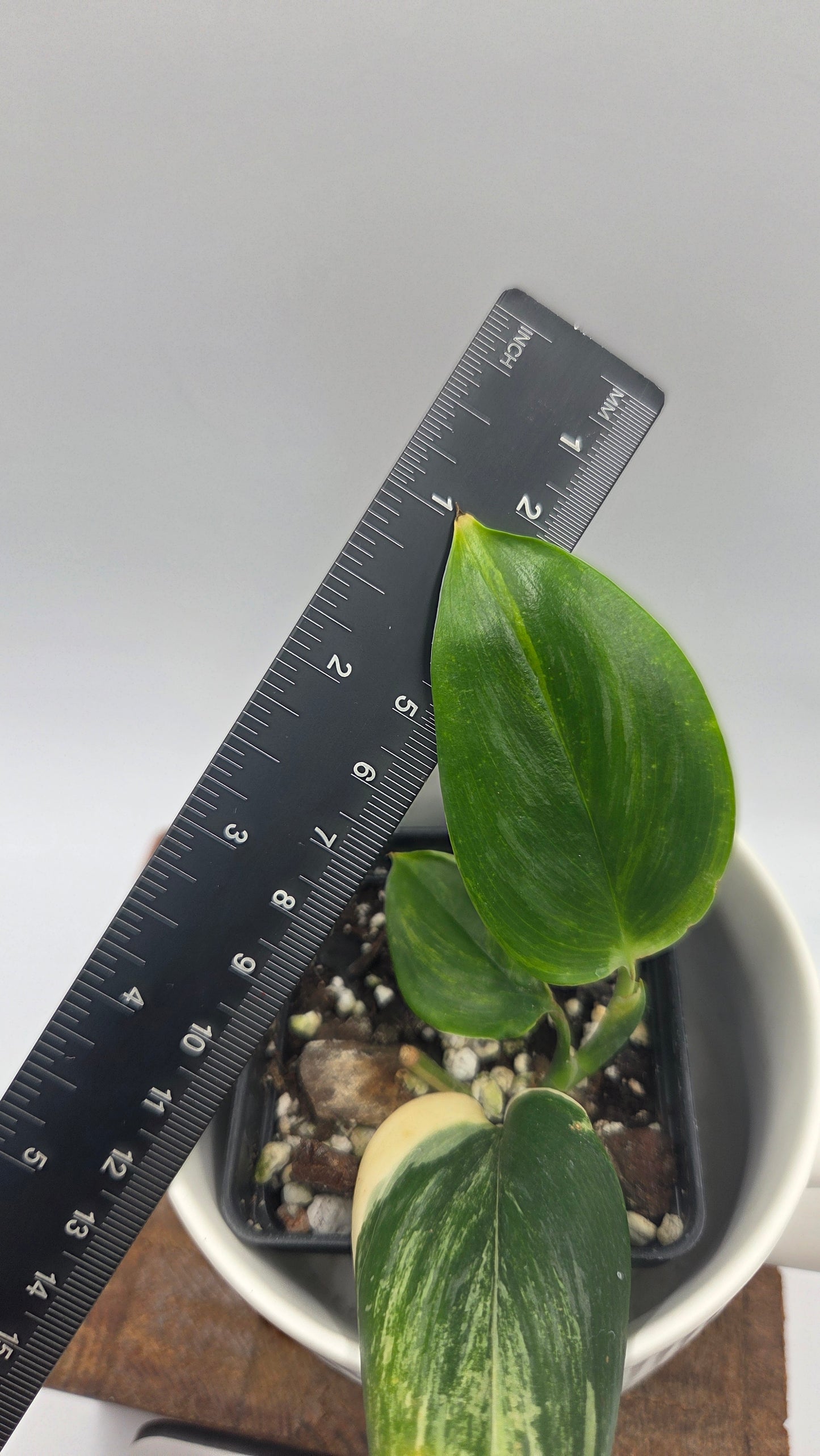 Scindapsus Rubicon (SCI-1472)
