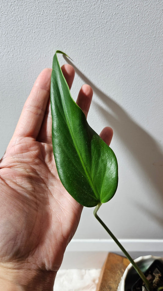 Monstera Burlemarx Flame/Dilacerata (MON-457)