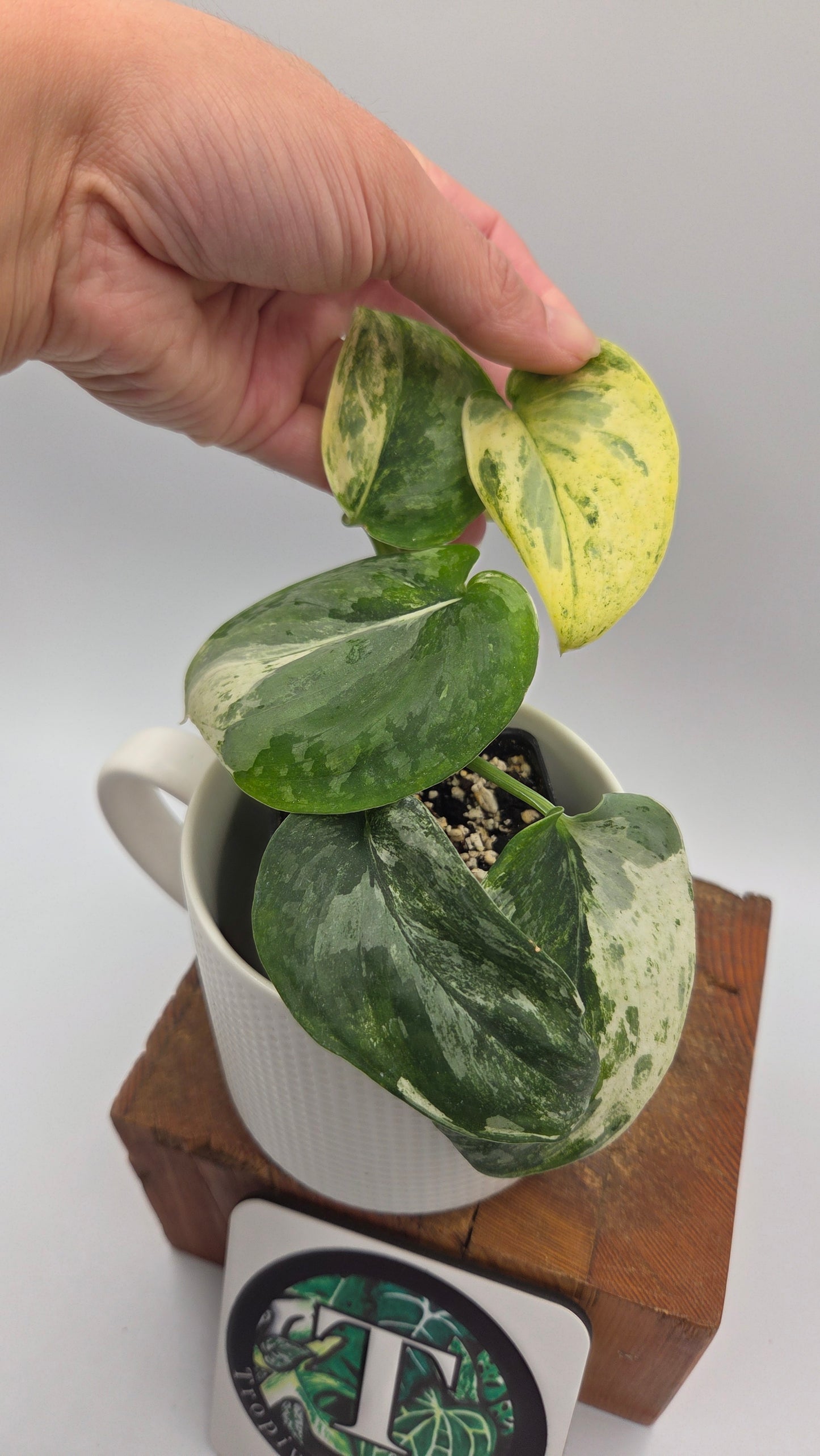 Scindapsus Exotica Salaka Variegata (SCI-702)