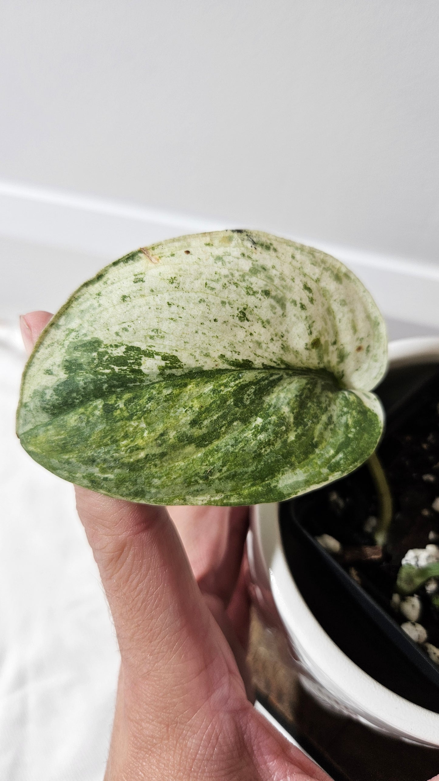 Scindapsus Silver Splash Tricolore (SCI-1288)