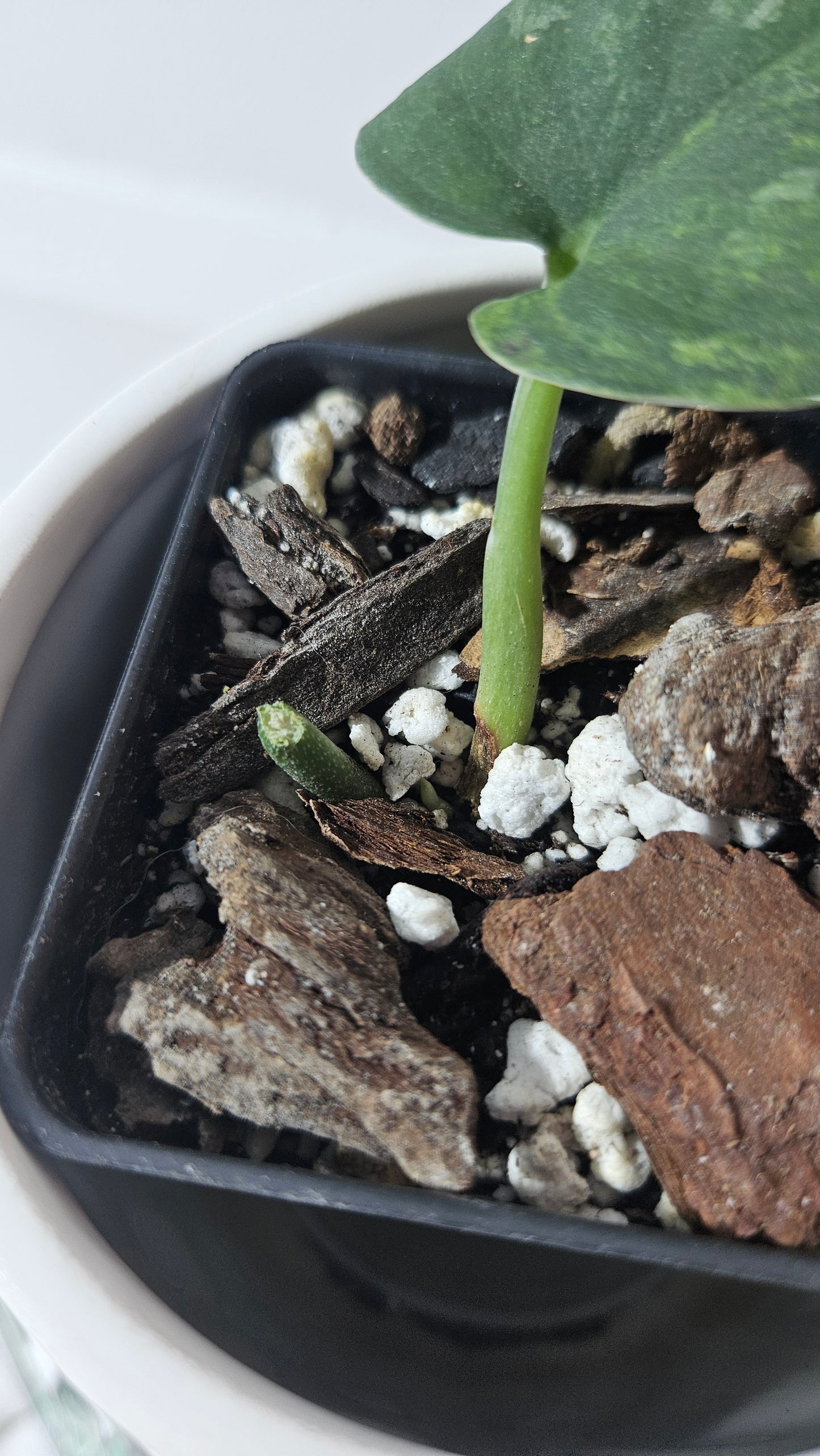 Scindapsus Silver Splash "Green on Green" Variegata (SCI-663)